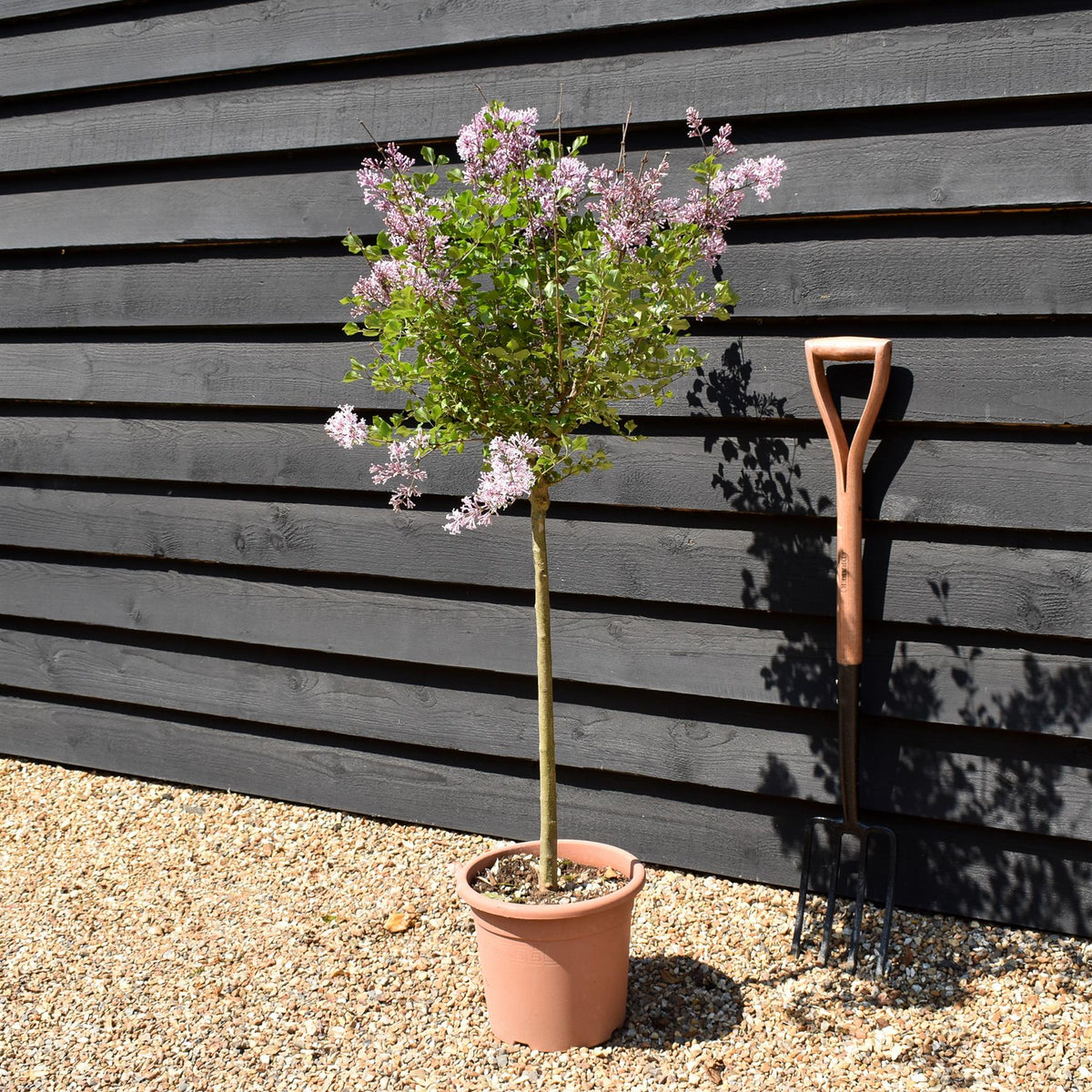 Syringa meyeri 'Palibin' - Stem 60cm - Height 110-120cm - 9lt