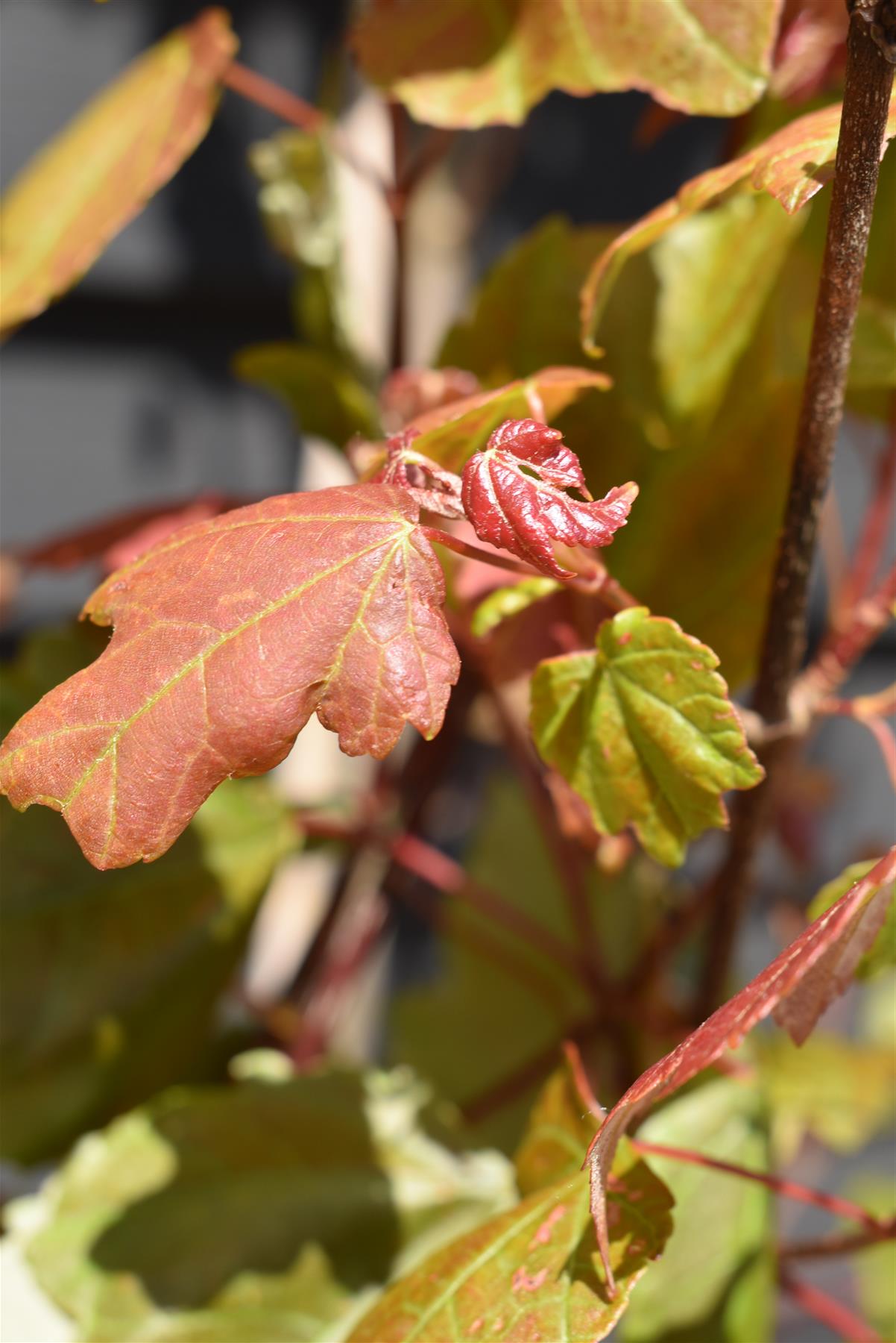 Acer Rubrum Summer Red Maple | Summer Red - Red Maple  - 230cm, 10lt