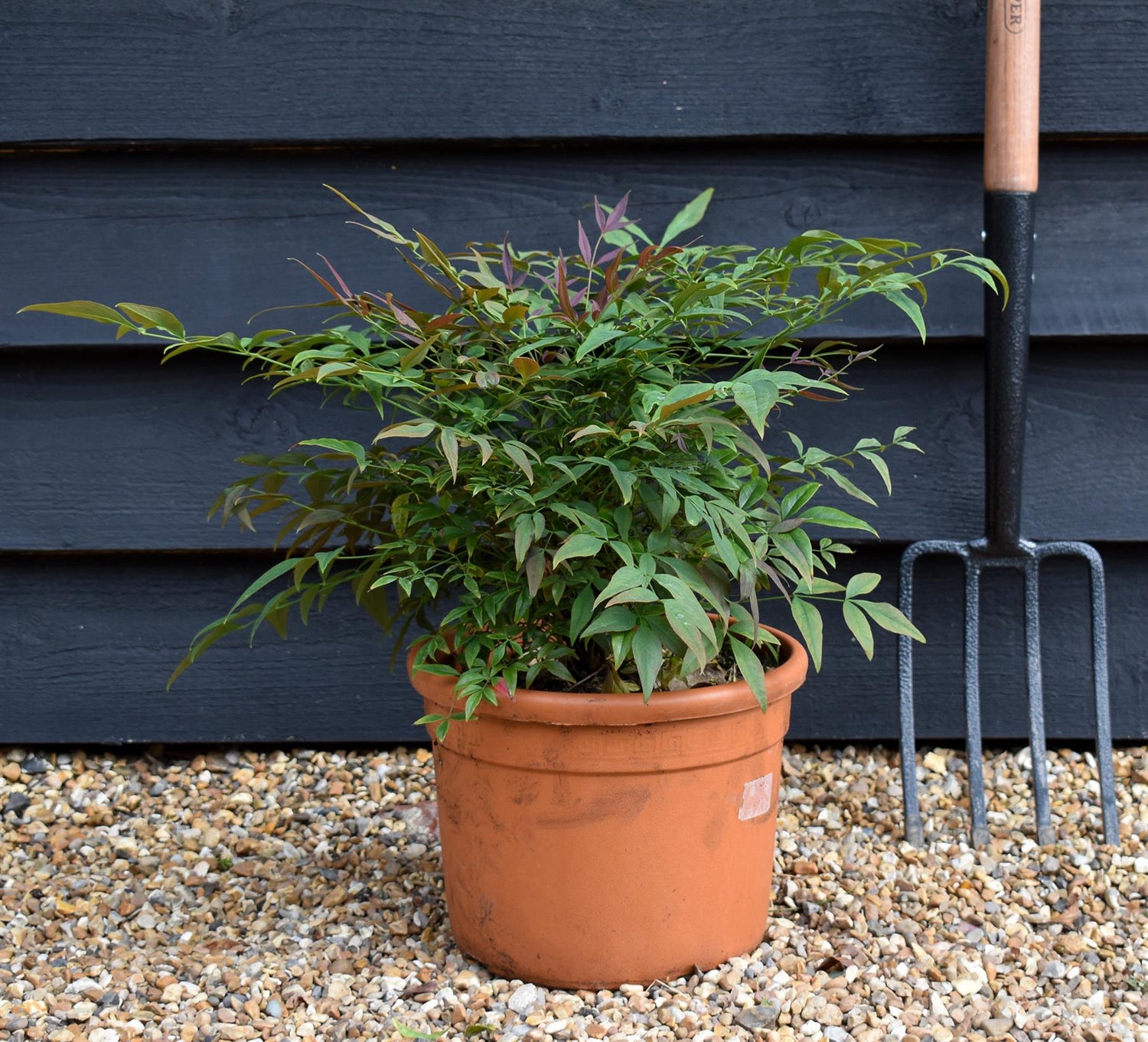 Nandina domestica Obsessed 'Heavenly Bamboo' Seika - Height 30-40cm - Width 30cm - 7.5lt