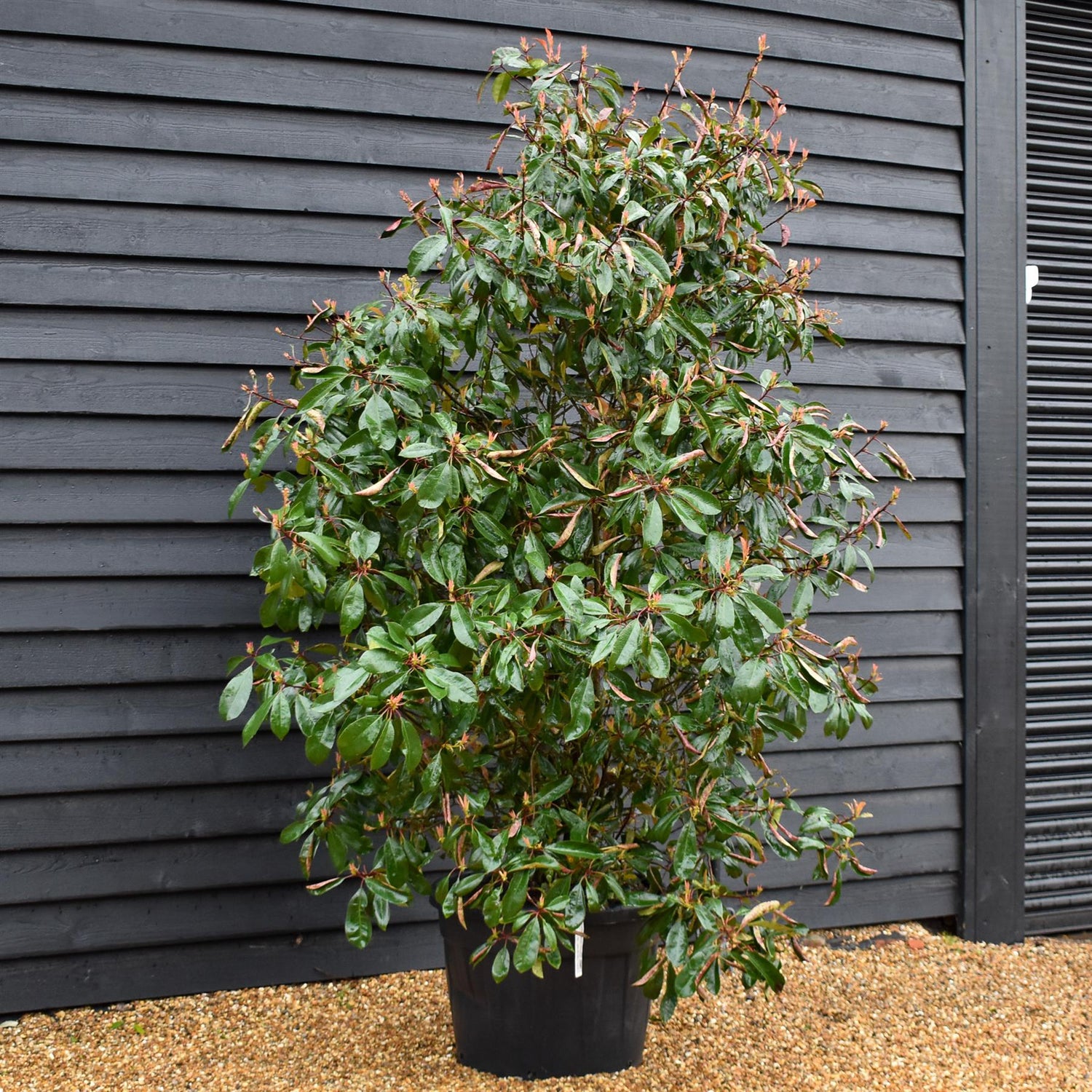 Photinia Red Robin - 280-300cm, 70lt