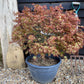 Acer palmatum Koyama | Snowflake Japanese Maple - Bowl - 50-60cm, 35lt