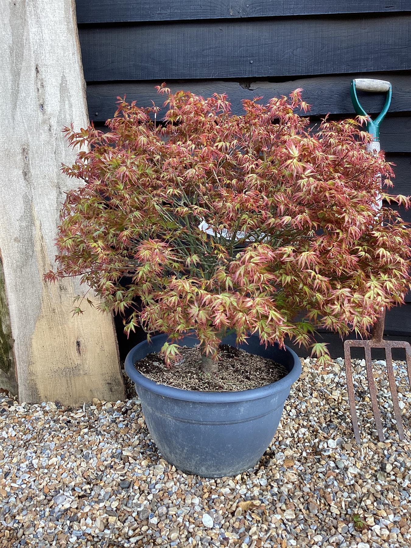 Acer palmatum Koyama | Snowflake Japanese Maple - Bowl - 50-60cm, 35lt