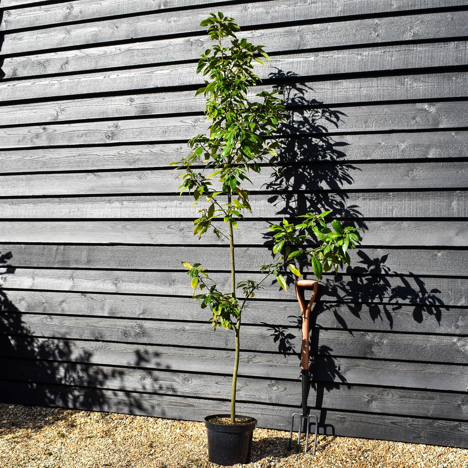 Japanese blue oak | Quercus glauca - Height 180-200cm -Pot Grown - 10lt