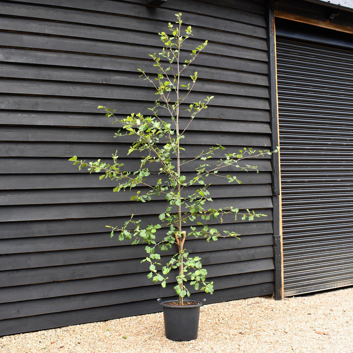 Alnus Glutinosa - Alder tree - Feathered - Height 280-300cm - Girth 6-8cm -30lt