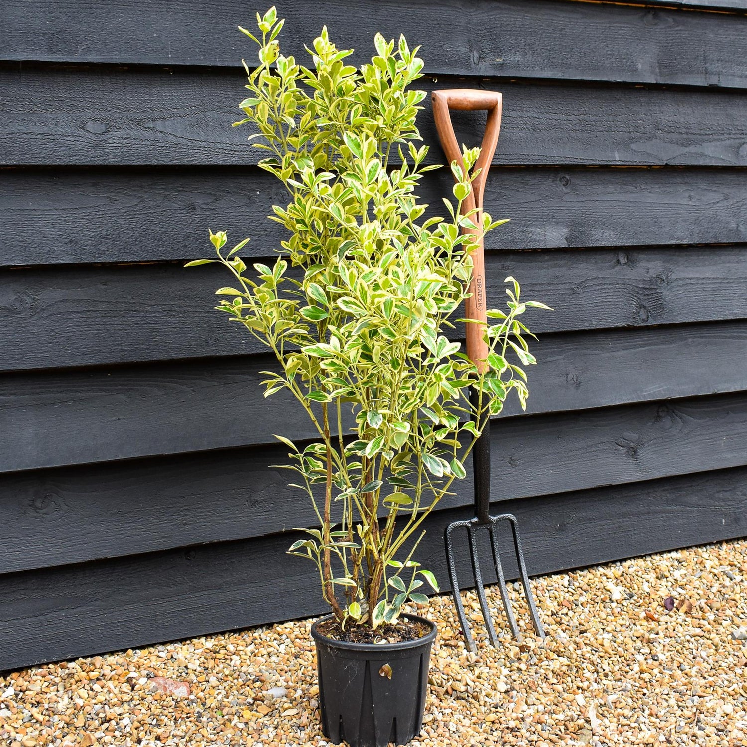 Euonymus japonicus 'Bravo' - Height 70-90cm - 3lt
