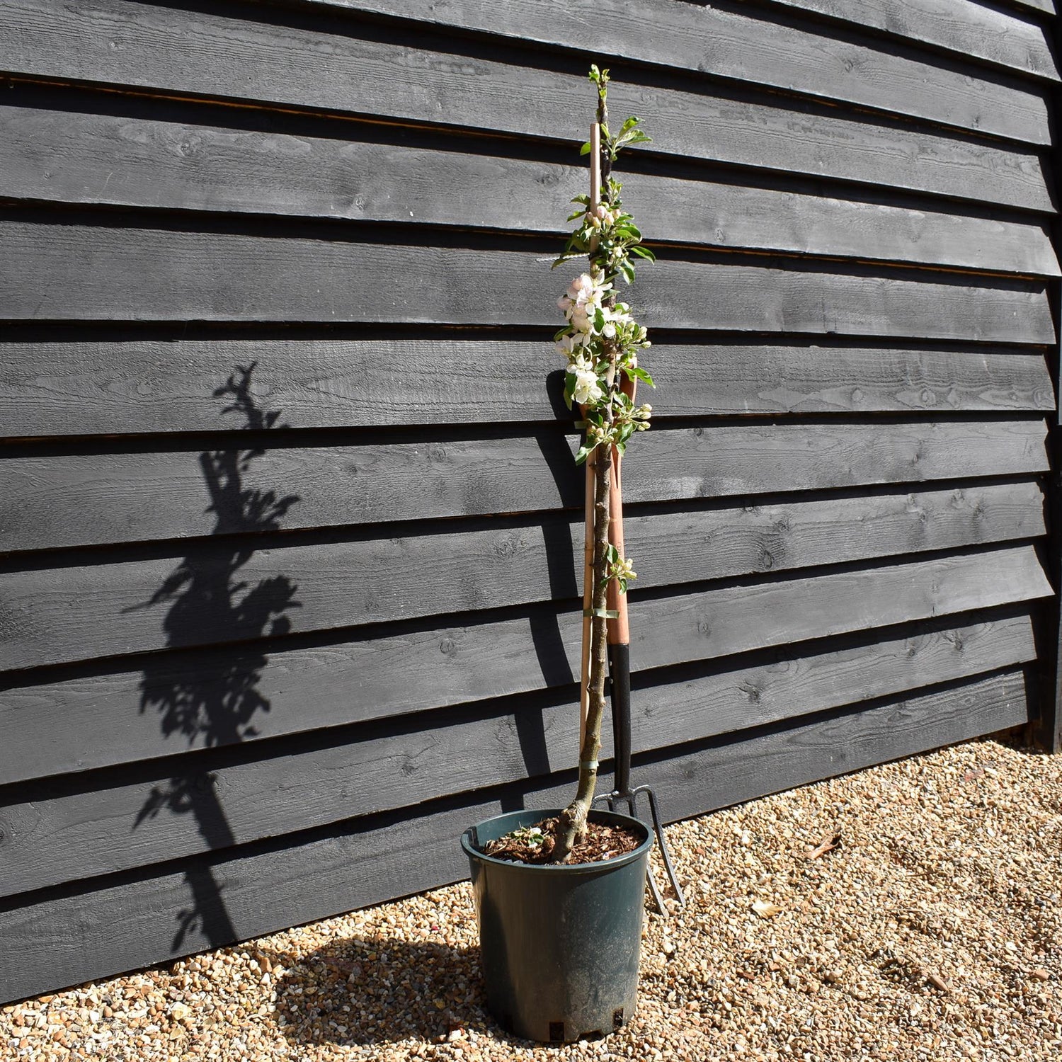 Apple tree 'Blue Moon' (Starline) | Malus domestica - 160-150cm - 10lt