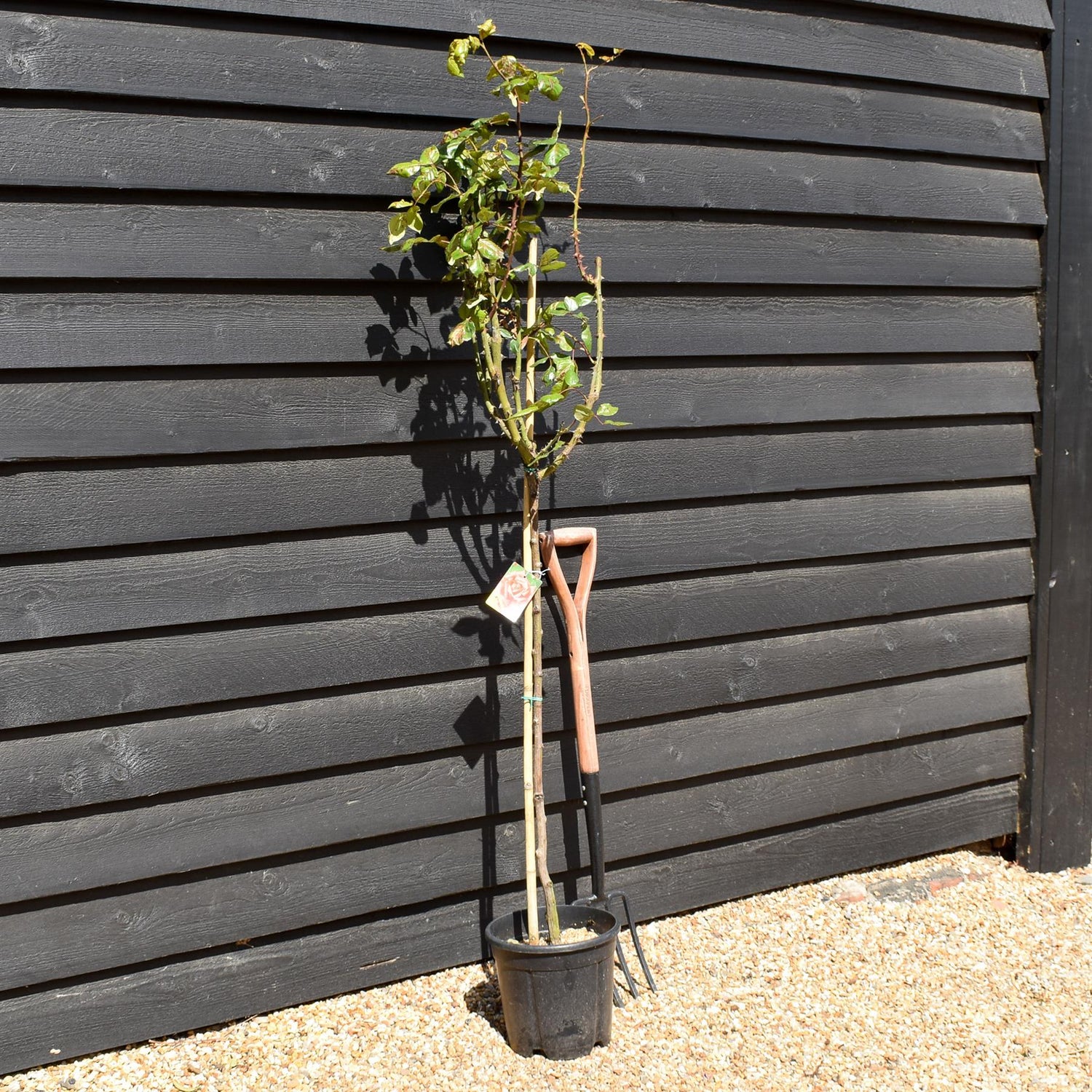 Rose - Orange - Clear Stem 80-90cm - Height 130-160cm - 18lt