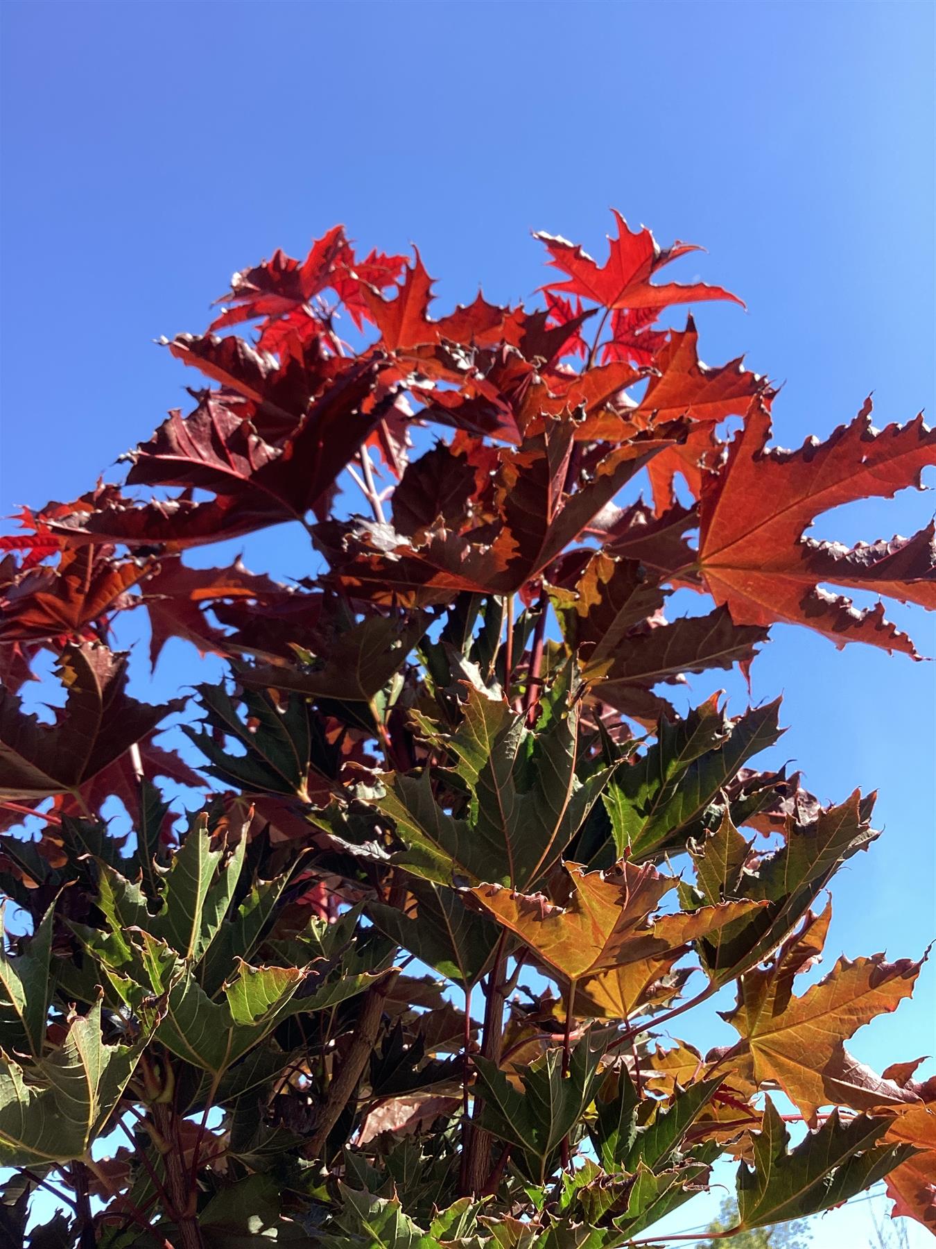 Acer Platanoides 'Crimson Sentry' | Purple Norway Maple - 120-150cm, 10lt
