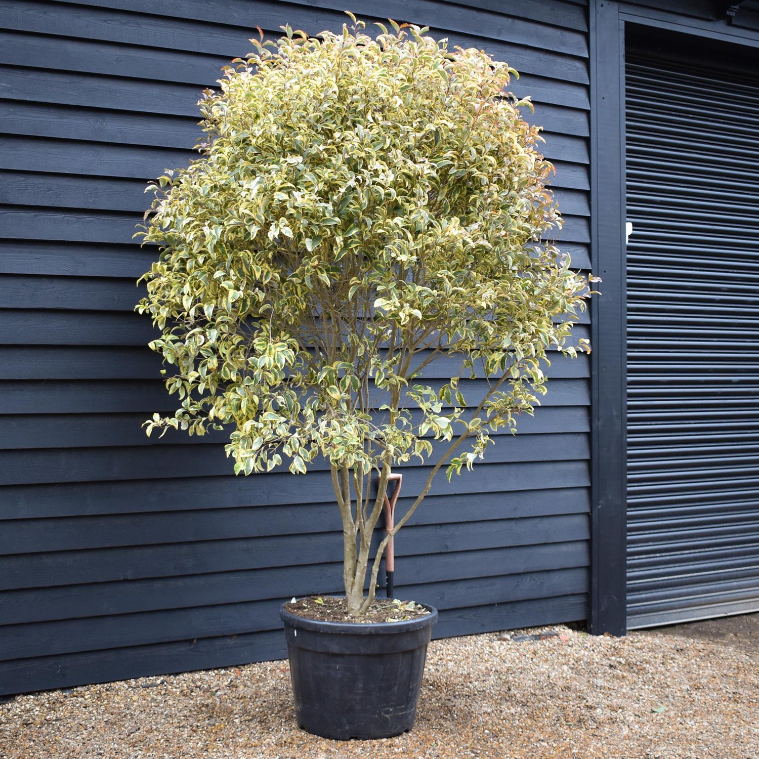 Ligustrum lucidum 'Excelsum Superbum' Parachute | Chinese privet - Multistem Parachute - Height 190-210cm - 130lt