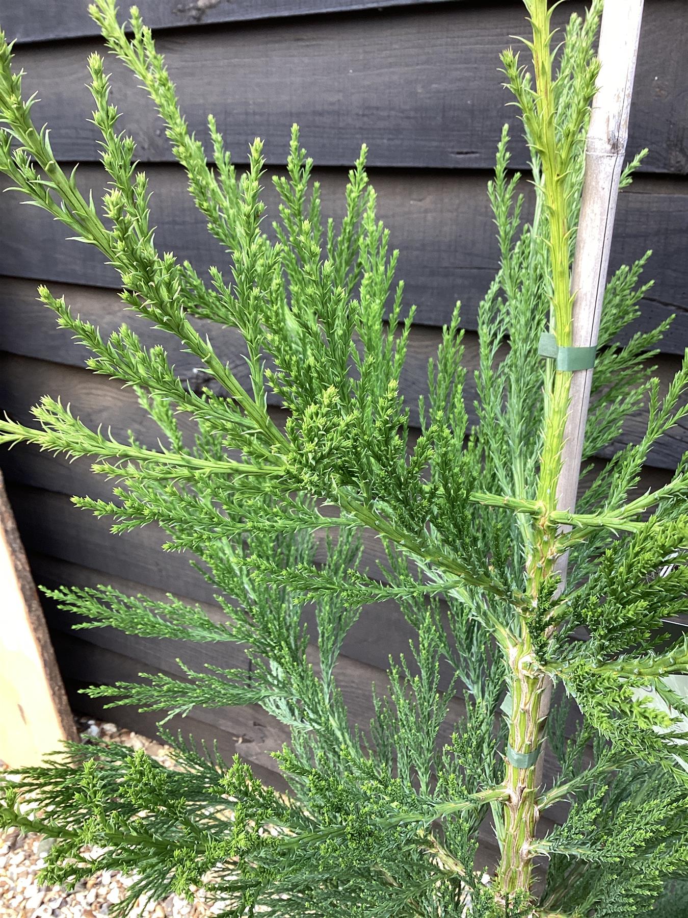 Sequoiadendron giganteum | Giant redwood - Height 100cm - Width 80-100cm - 25lt