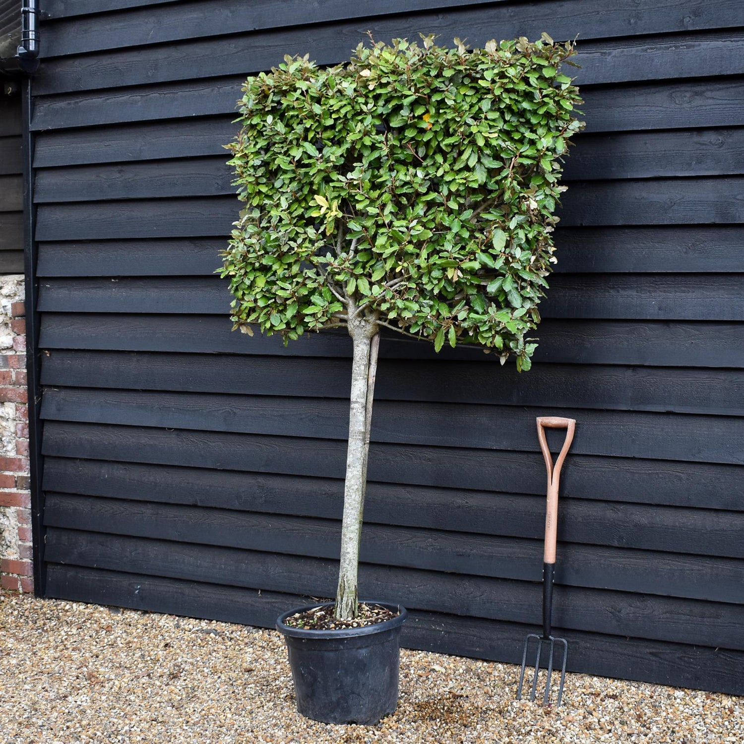 Elaeagnus ebbingei | Ebbing's Silverberry - Metal Frame - 90-110cm, 35lt