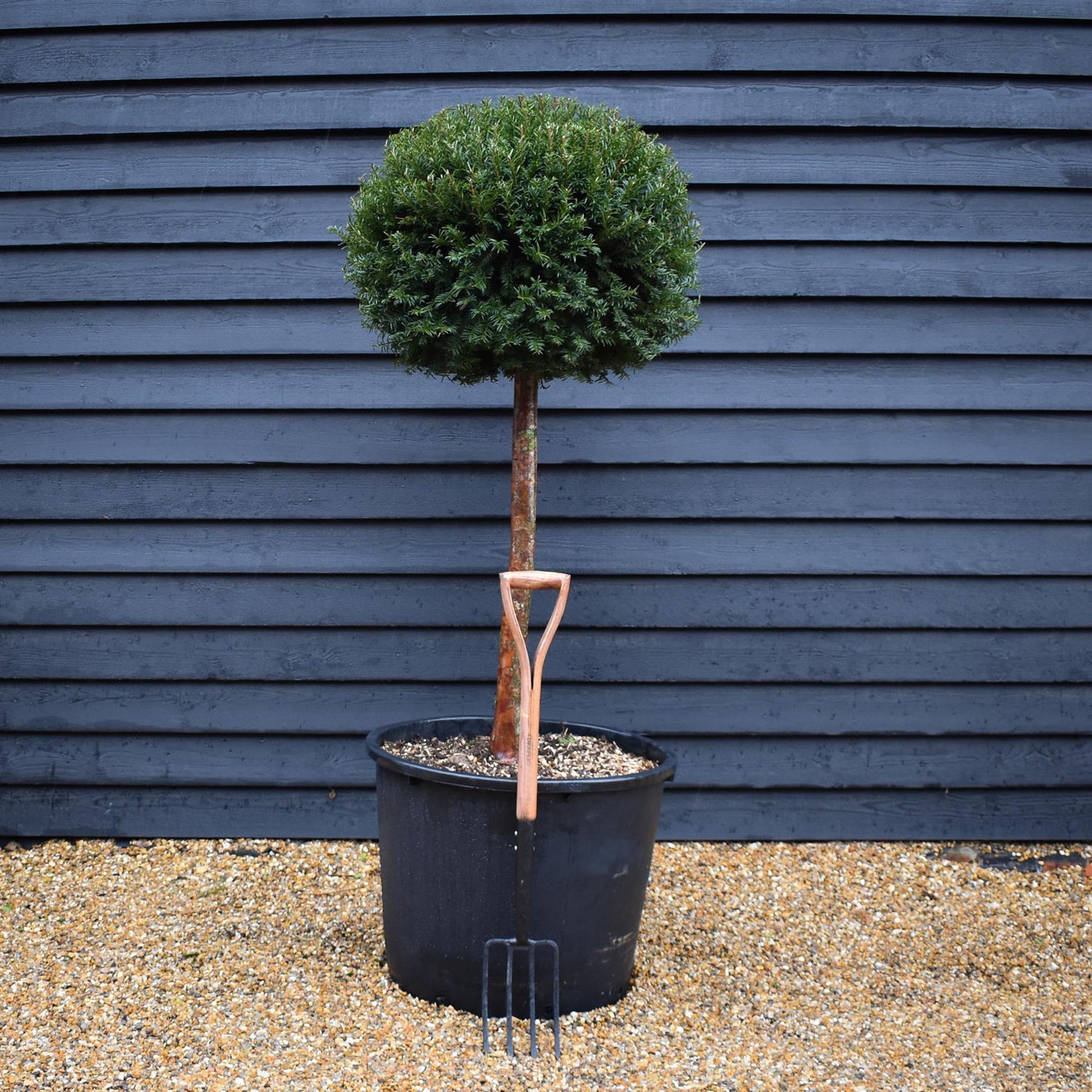Taxus baccata -  Lollipop - Stem 80cm - Height 140cm - 210lt