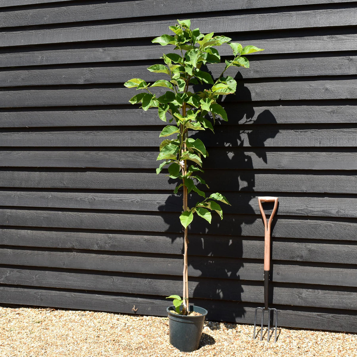 Magnolia Yellow Bird - Height 130-150cm - 10lt