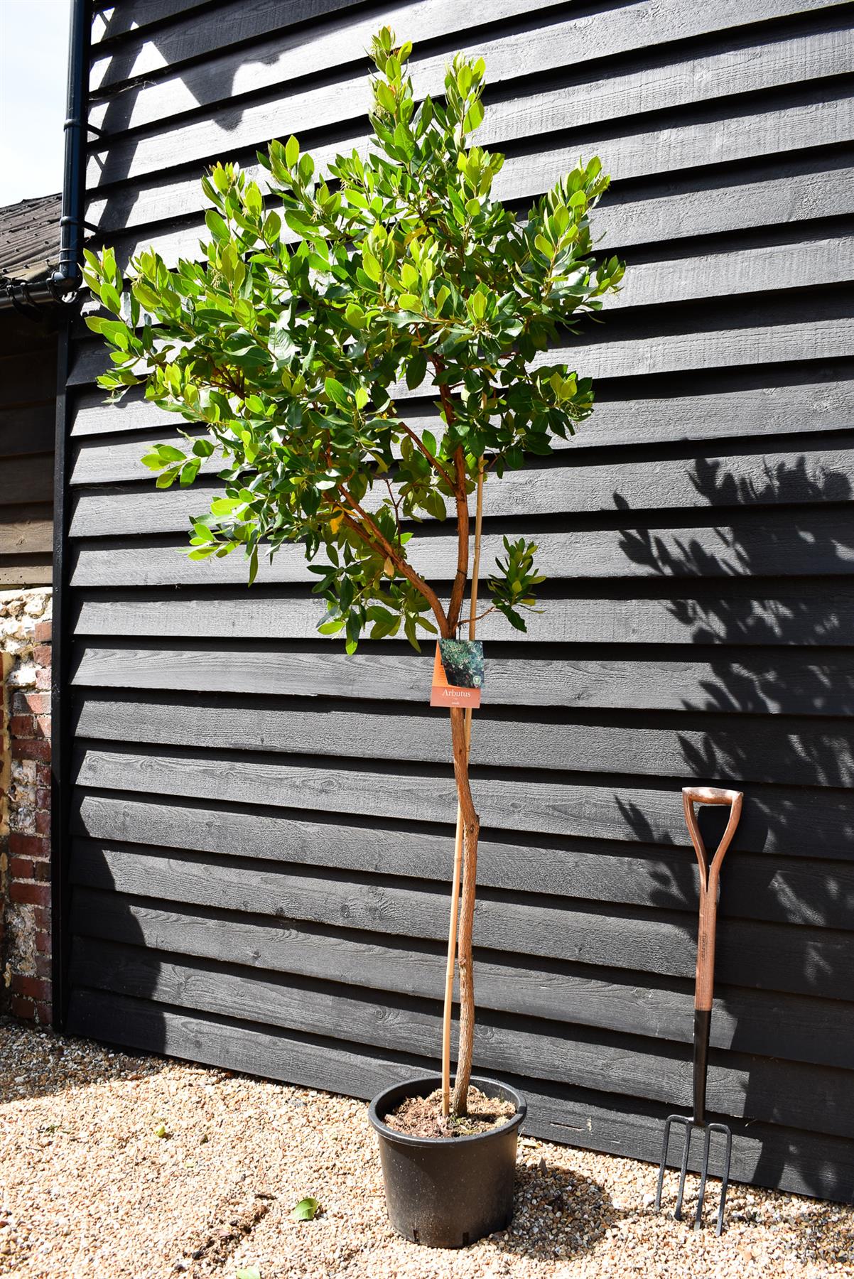 Arbutus unedo Tree |  Strawberry Tree - Clear Stem 100-120cm - Girth 6-8cm - Height - 180-220cm - 20lt