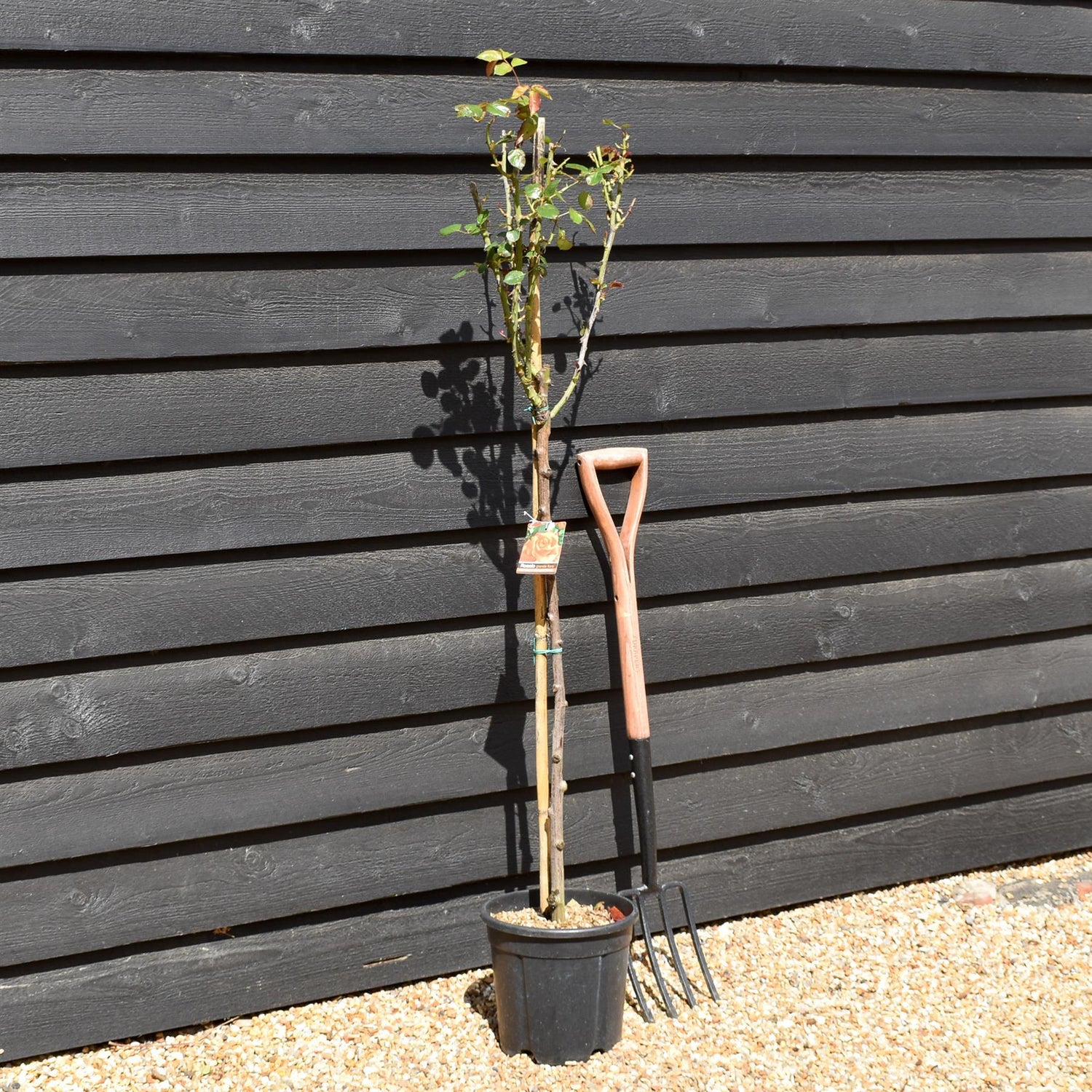 Rose 'Albicocca Sfumato Rame' - Clear Stem 80-90cm - Height 130-160cm - 18lt