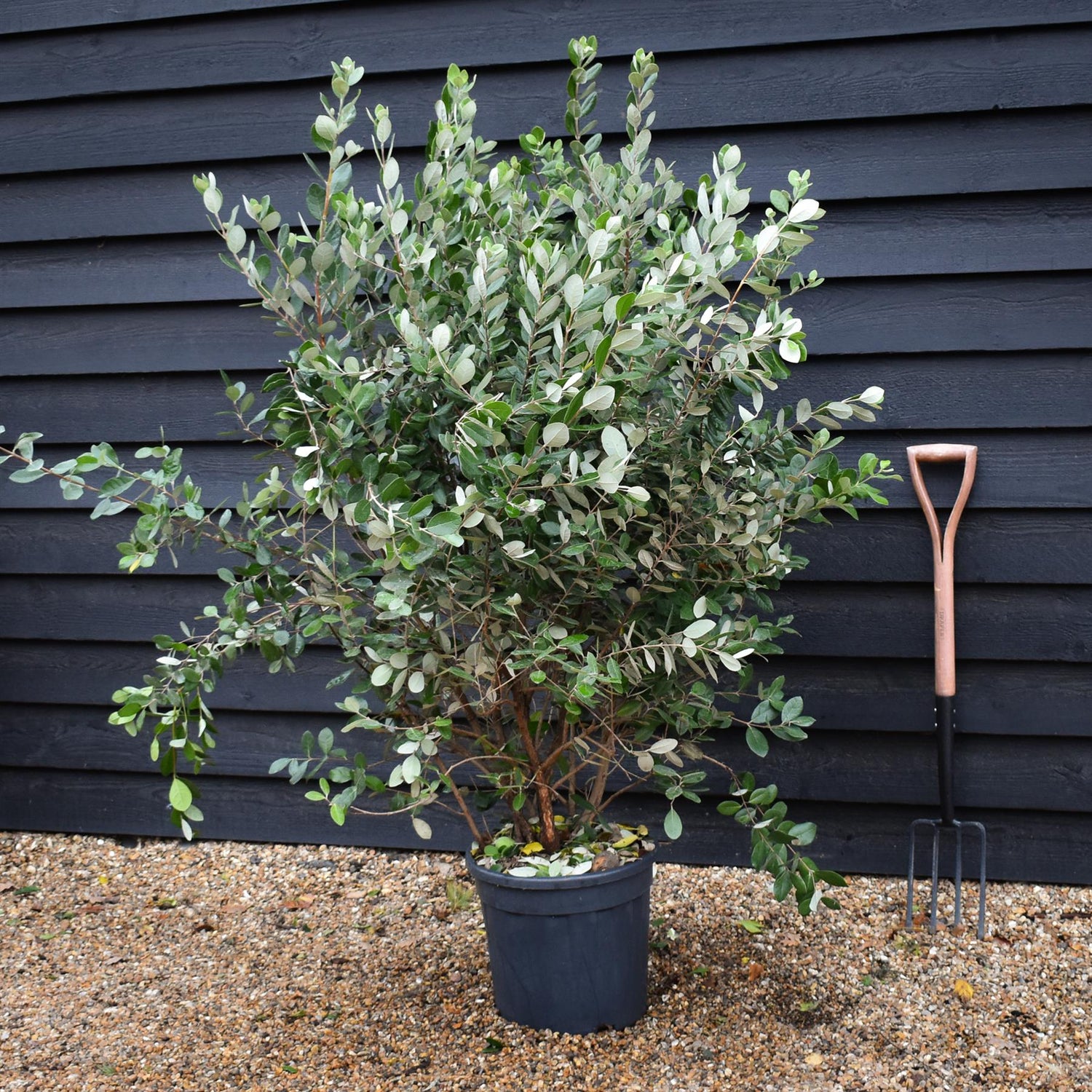 Feijoa (acca) sellowiana | Pineapple Guava Tree - Bushy - Height 140-150cm- 25lt