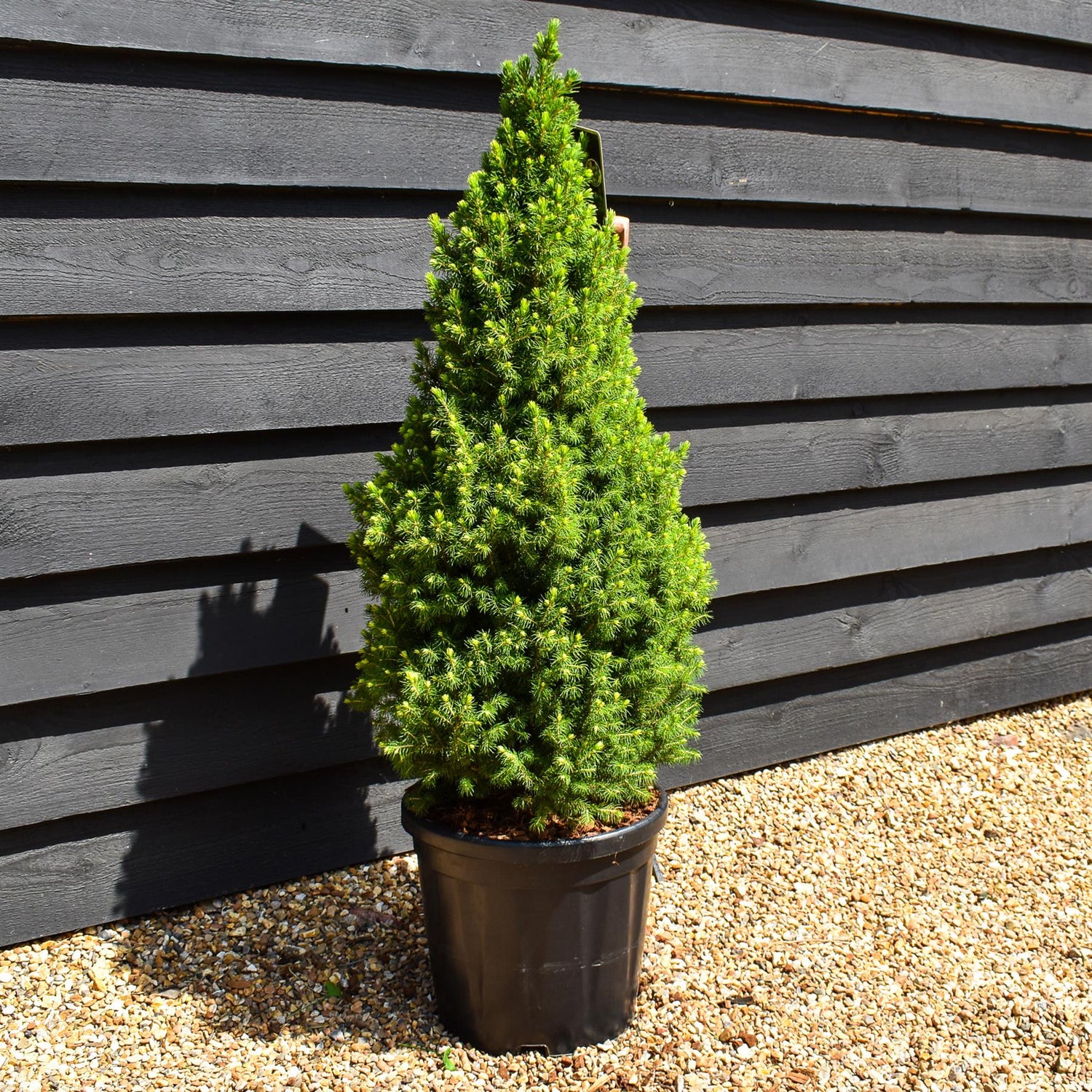Picea glauca Perfecta' | White spruce 'Perfecta' - Height 90-100cm - 18lt