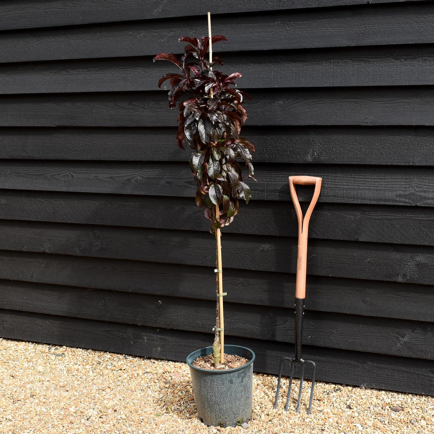 Crab apple | Malus toringo 'Aros'  - 100cm - 12lt