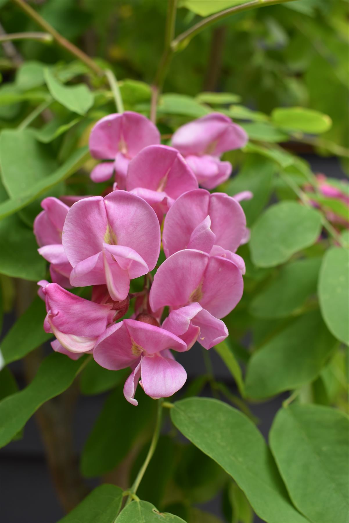 Robinia x margaretta 'Pink Cascade' | Height 300cm - Girth 8-10cm - Clear Stem - 35lt