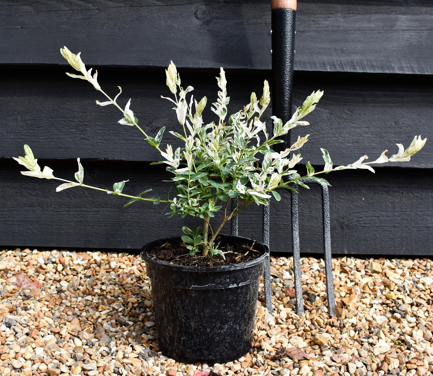 Salix integra 'Hakuro-nishiki' - Height 35-50cm - Bushy - 2lt