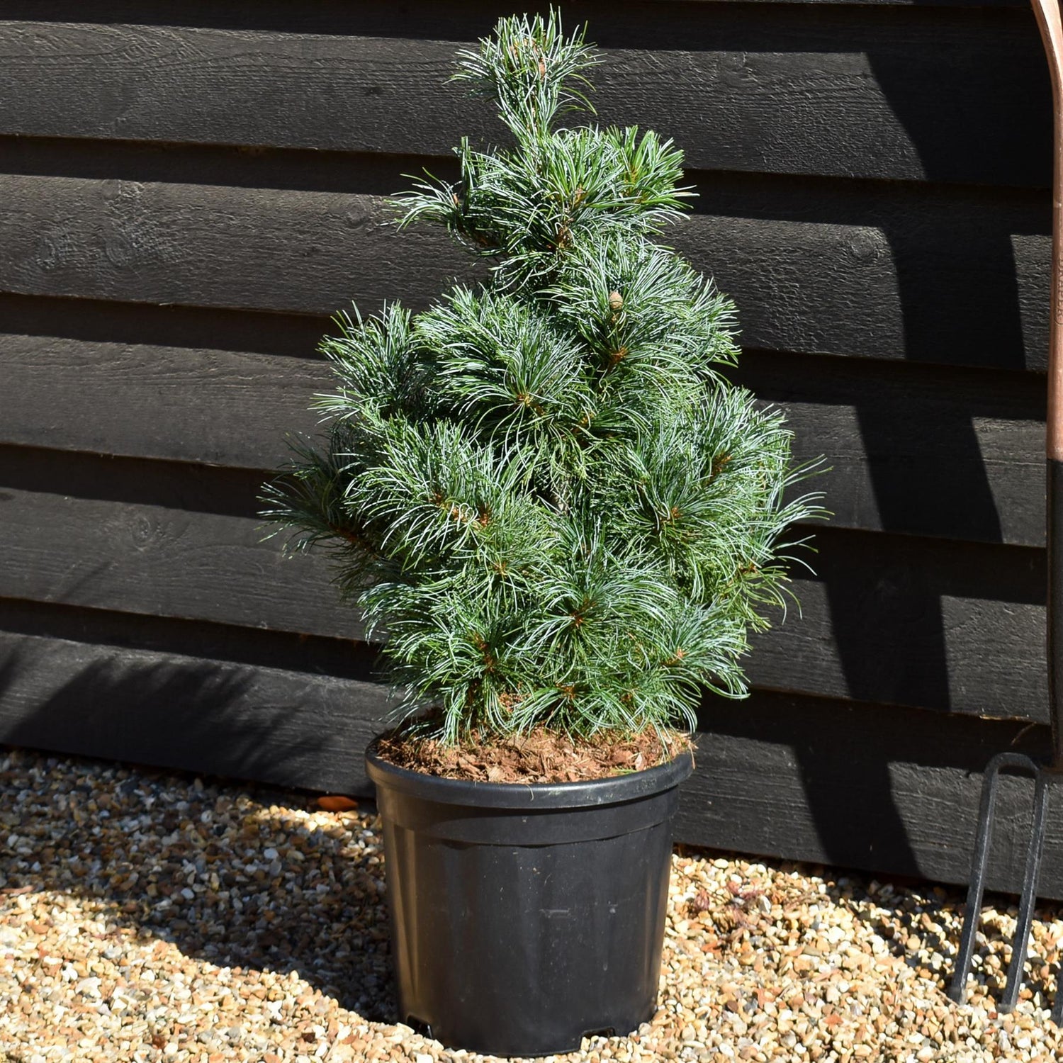 Pinus parviflora Schoons Bonsai | Japanese white pine - Bushy - Height 60-70cm - 10lt
