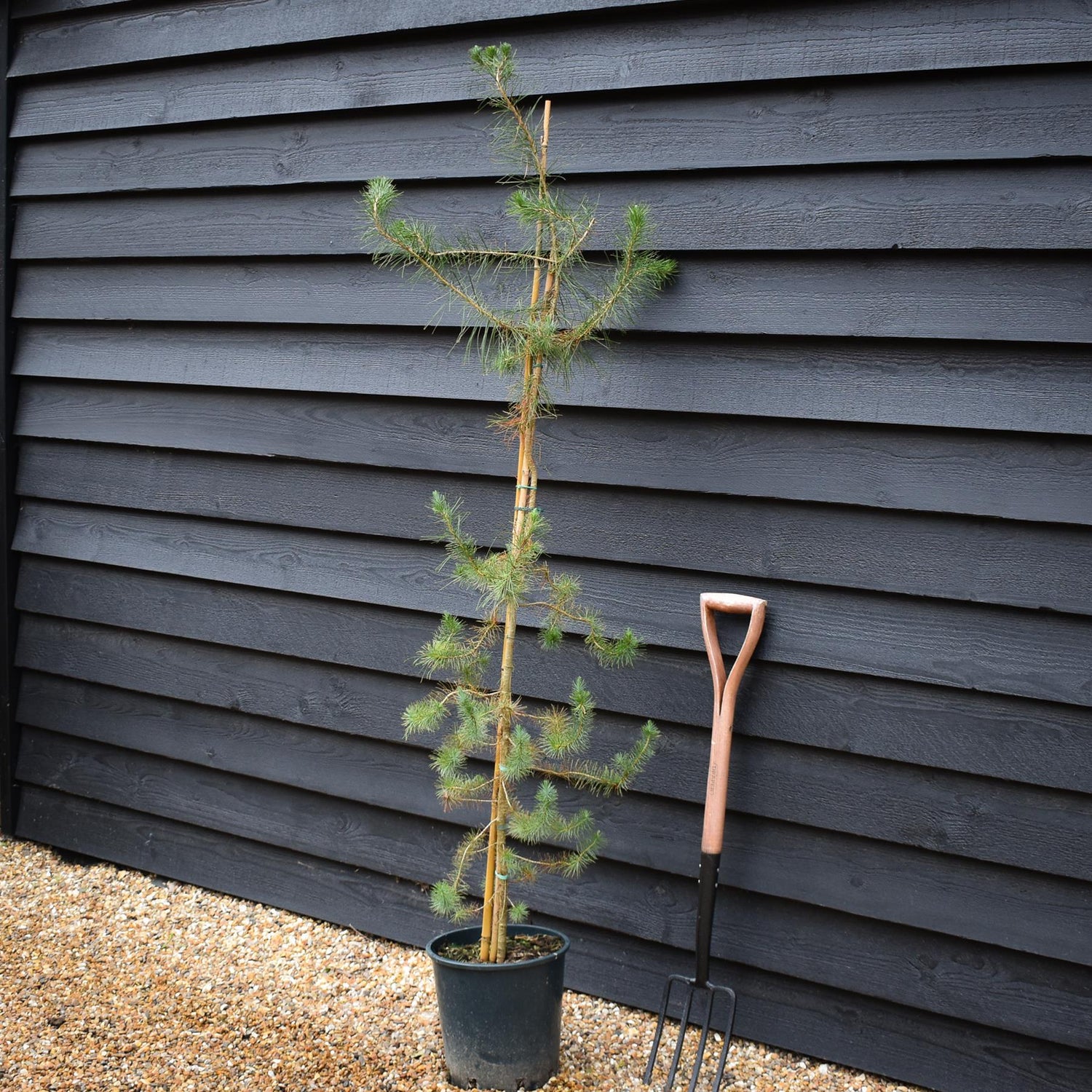 Pinus halepensis - Aleppo Pine - Height 90-120cm -12lt
