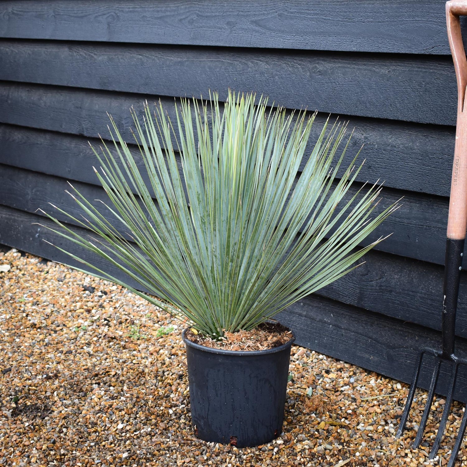 Yucca rostrata -| Beaked Yucca - Height 60-70cm - 10lt