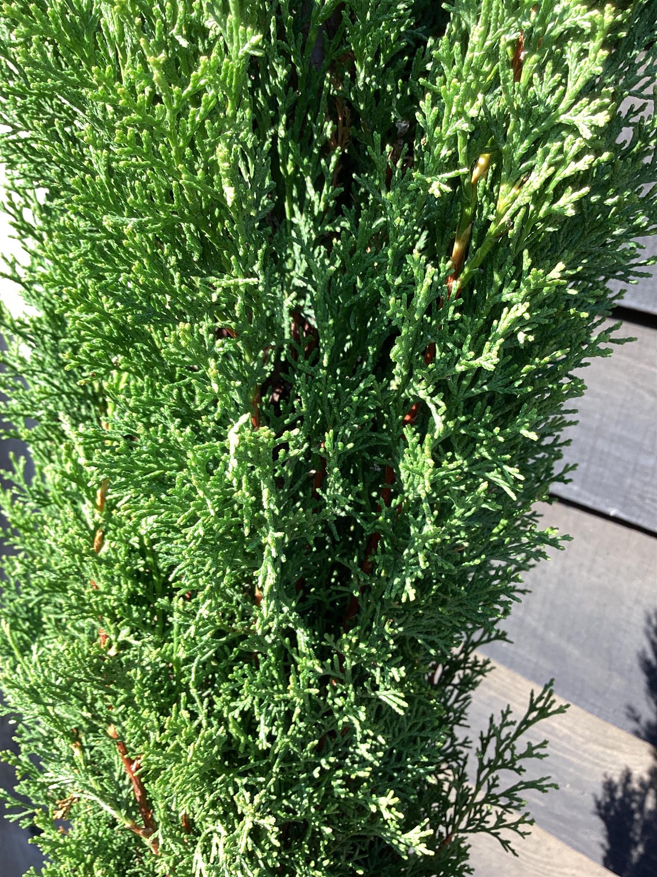 Cupressus sempervirens (Italian Cypress) - 280/290, 30lt