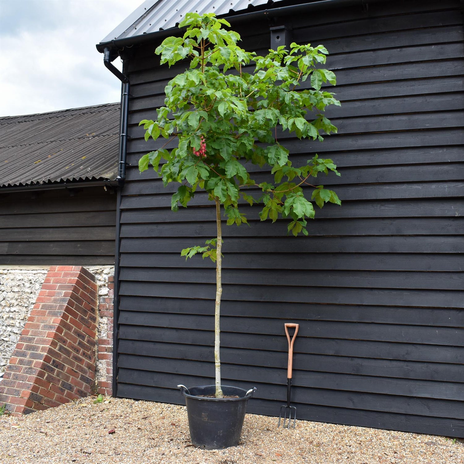 Aesculus carnea 'Briotii' | Red Horse Chestnut - Clear Stem - Standard - Girth 8-10cm - 250-270cm - 70lt