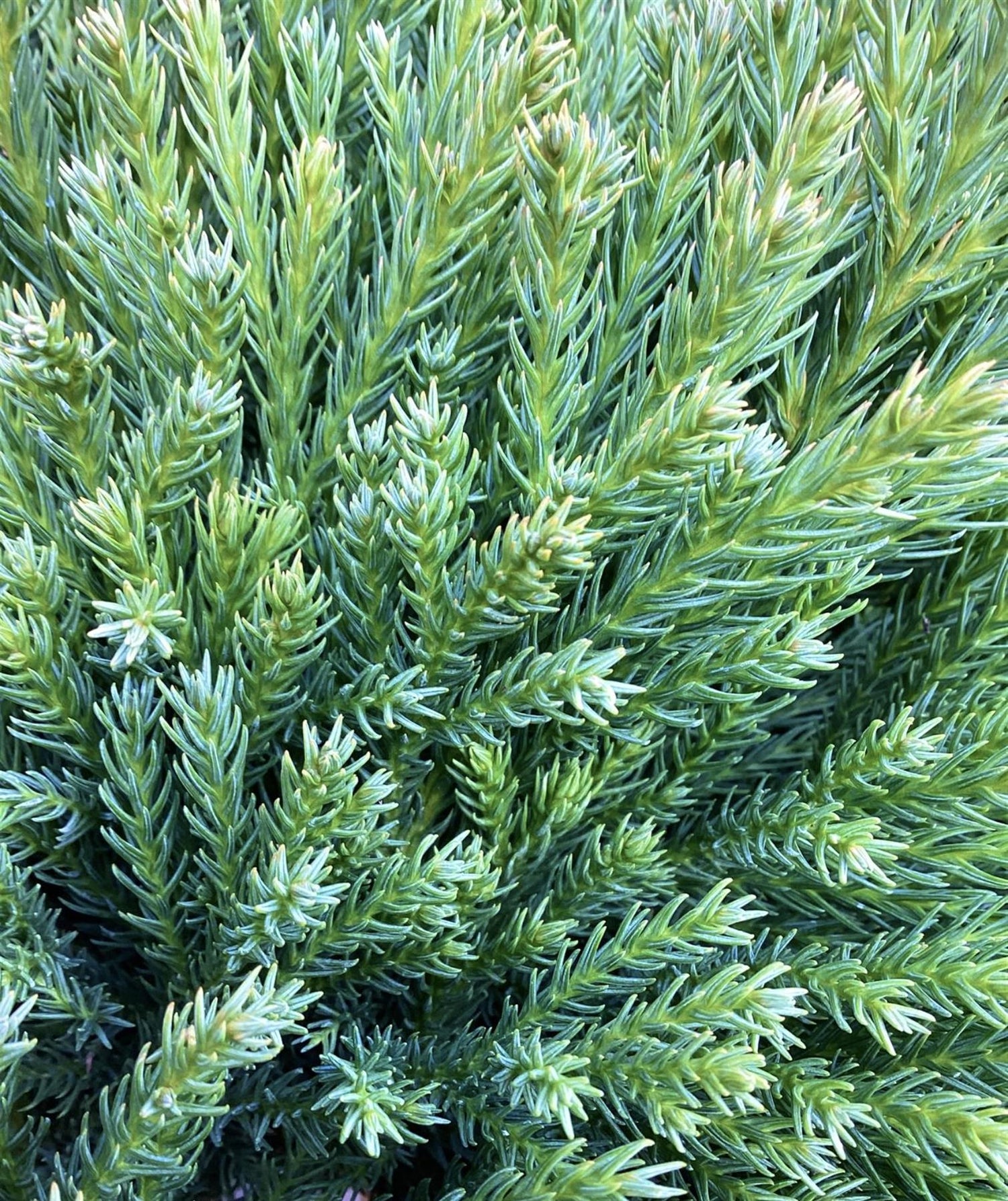 Cryptomeria japonica | Japanese Cedar - Bushy - 50-60 cm - 25lt