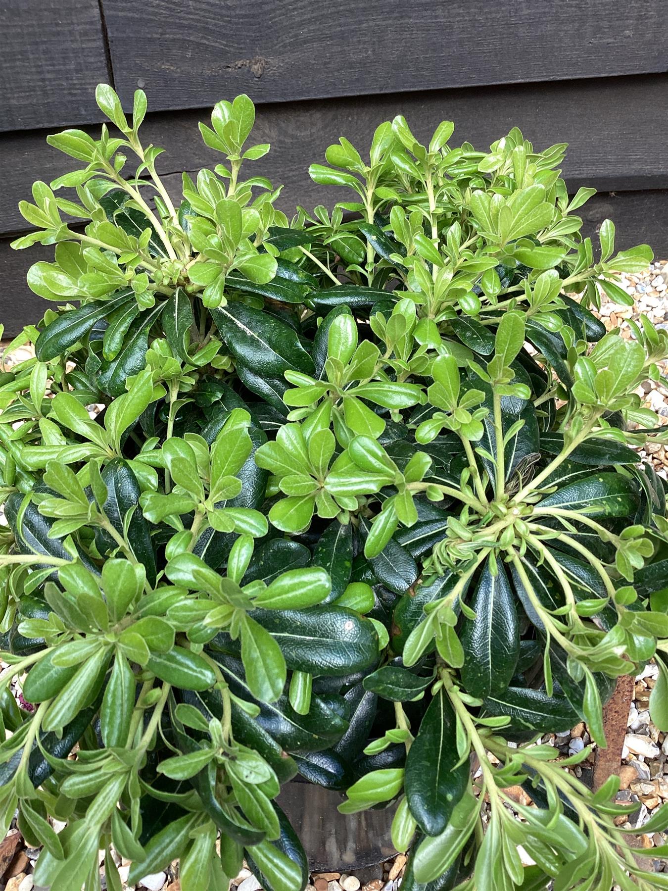 Pittosporum tobira 'Nanum' | Dwarf Japanese Pittosporum - 30cm - 8lt