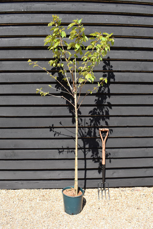 Prunus Avium Plena | Wild Cherry Tree, Clear Stem - 200-250cm, 10lt
