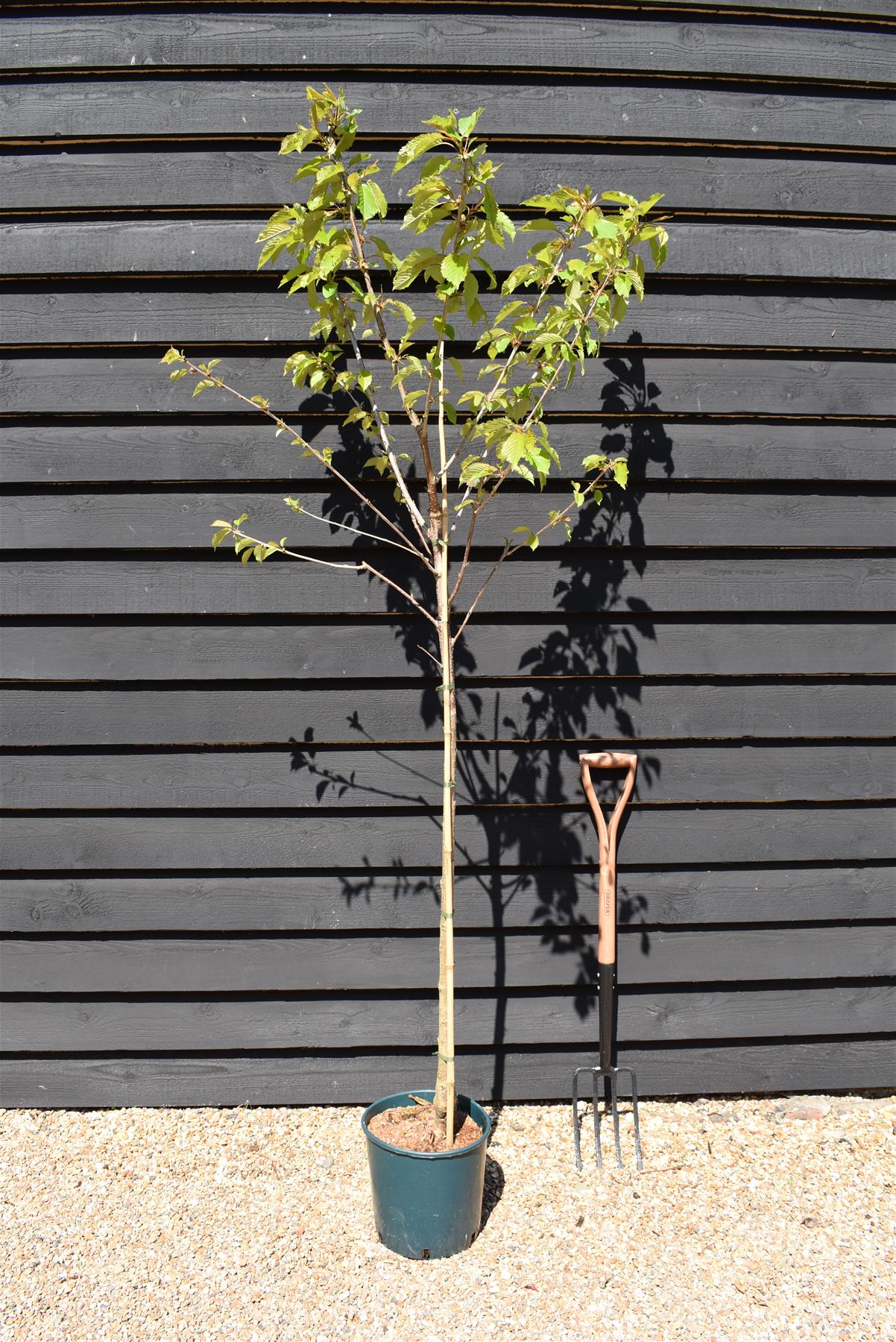 Prunus Avium Plena | Wild Cherry Tree, Height 190-210cm - 10lt