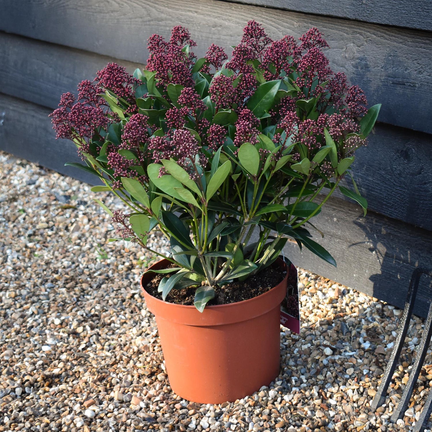 Skimmia japonica | Japanese skimmia - 'Rubella' Height 30-40cm - 5lt