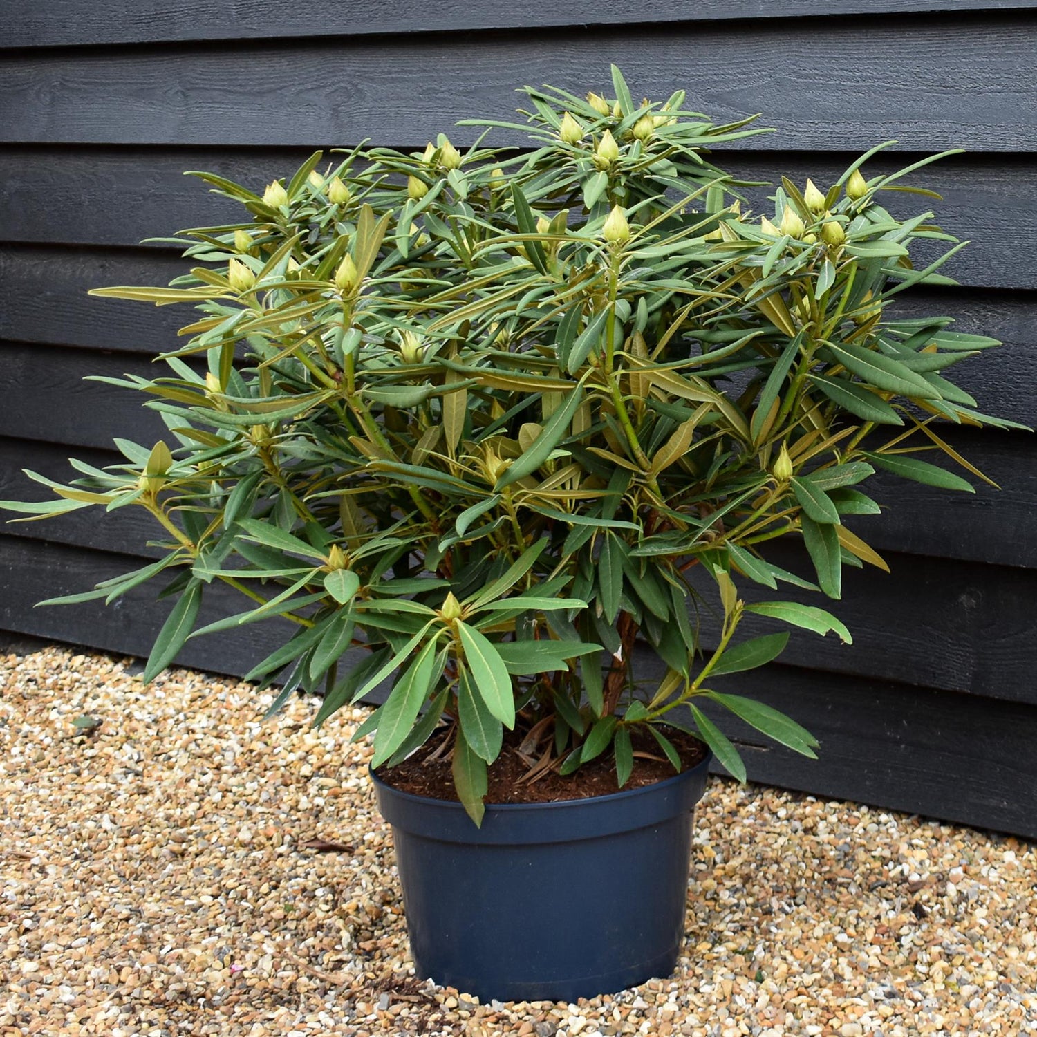 Rhododendron 'Ana' - Shrub - Height 65-75cm - Width 80-90cm - 15lt