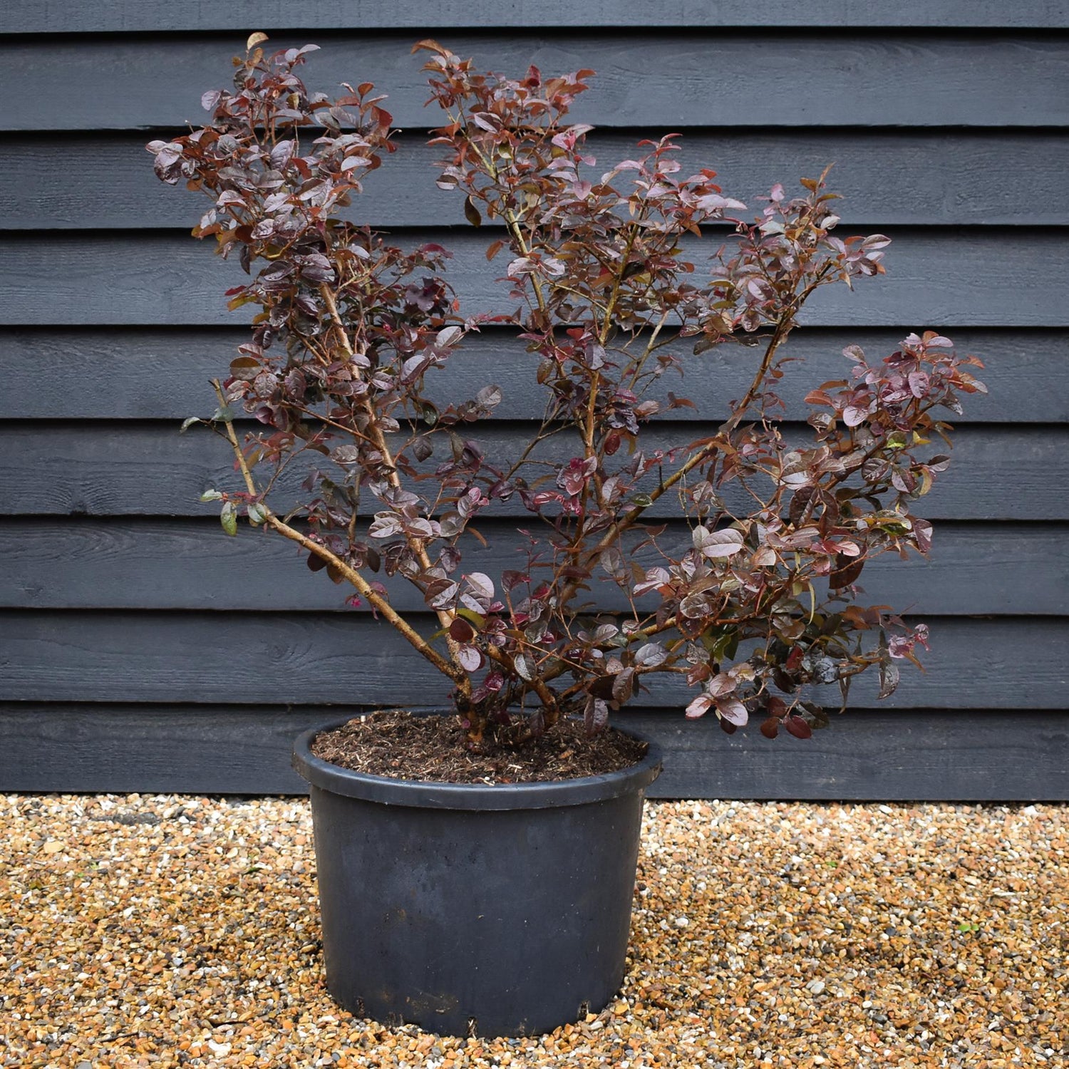 Loropetalum Fede - Shrub - Height 90-110cm - 40lt