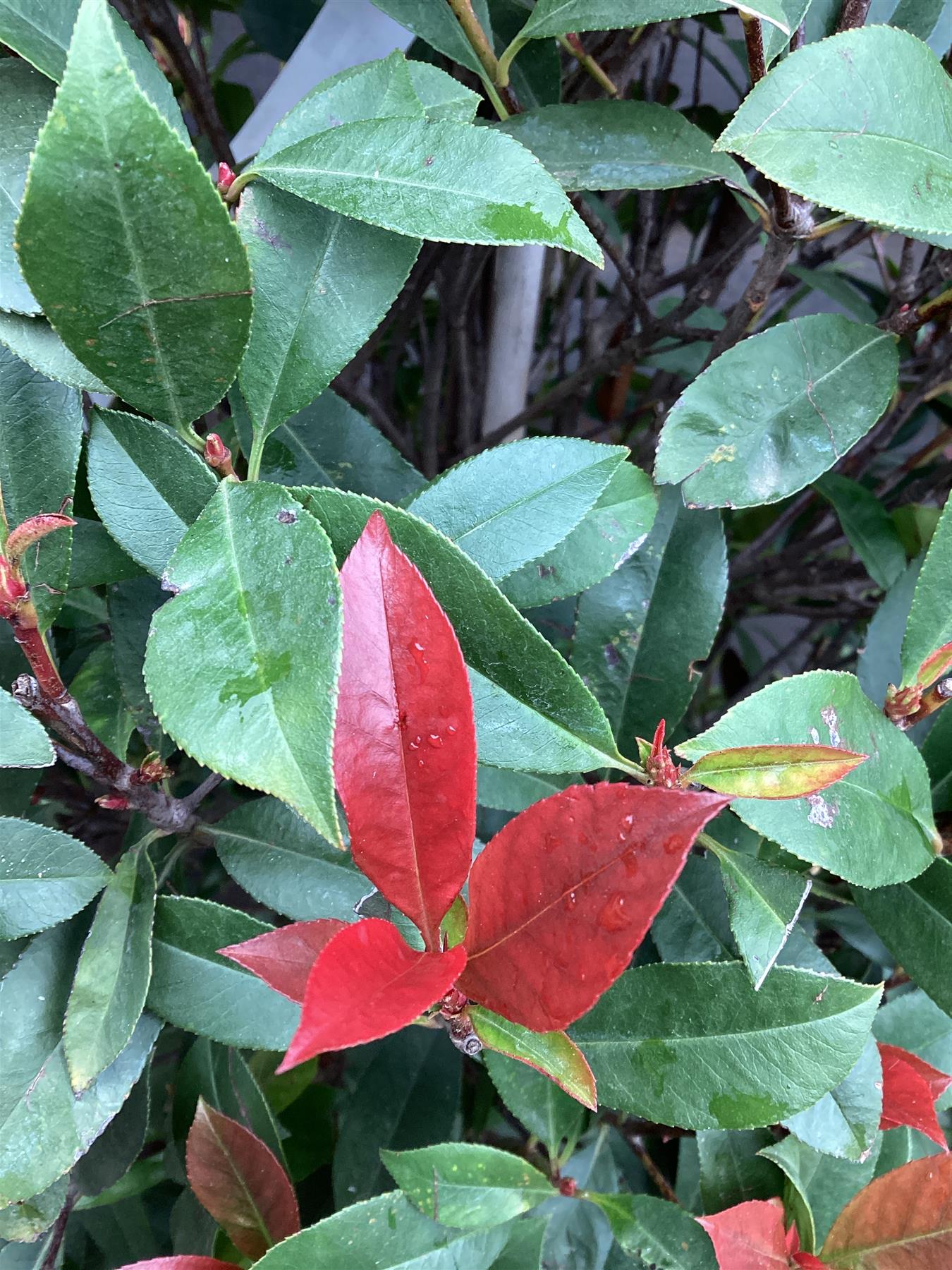 Photinia Red Robin - Compacta - Pyramid - 160-170cm, 35lt