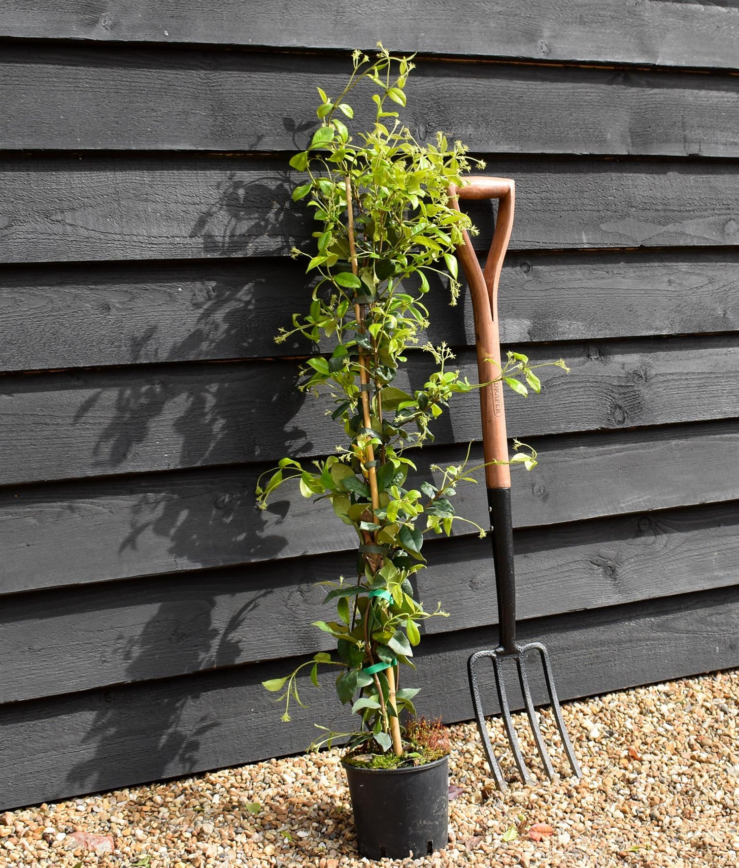 Star Jasmine | Trachelospermum jasminoides - Height 90cm - 2lt