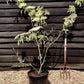 Cornus controversa 'Variegata' | Wedding Cake Tree - 150-160cm, 25lt