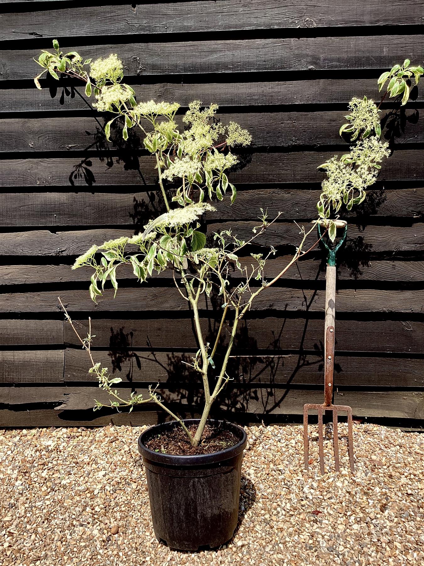 Cornus controversa 'Variegata' | Wedding Cake Tree - 150-160cm, 25lt
