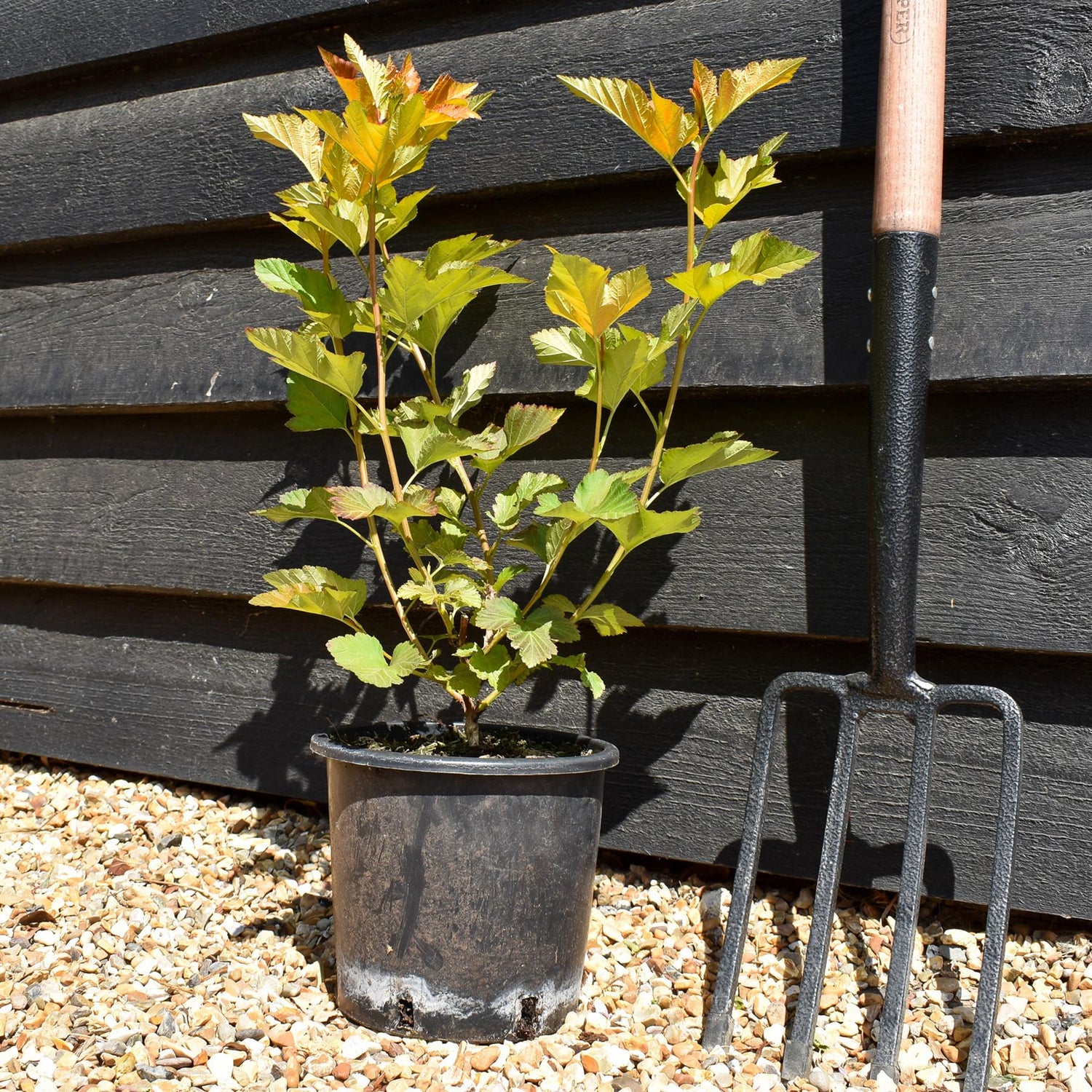 Physocarpus 'Amber Jubilee' - Shrub - Height 15-25cm - 2lt