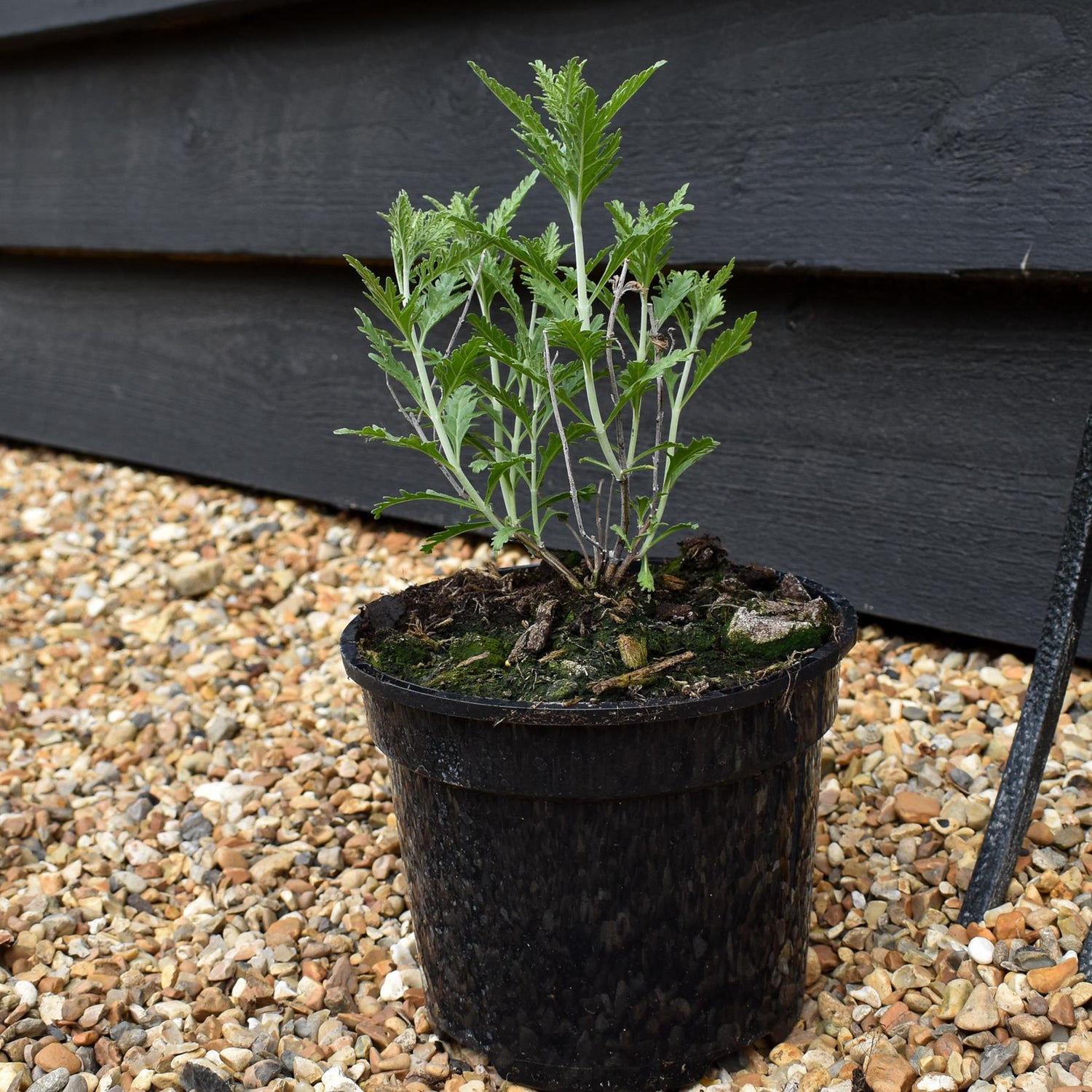 Perovskia 'Little Spire' - Height 40-60cm- 2lt