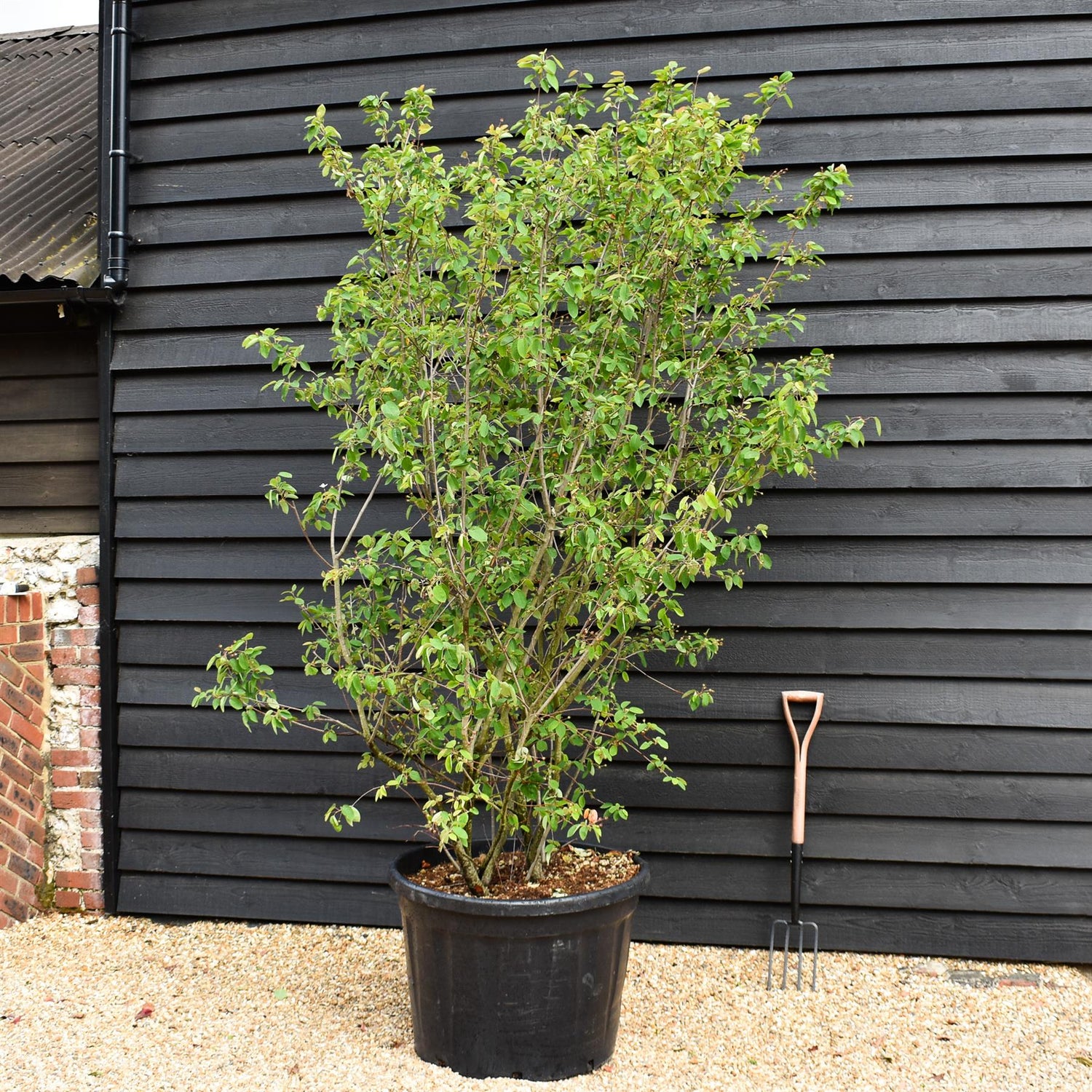 Amelanchier lamarckii -  Multistem - Height 230-240cm - 180lt