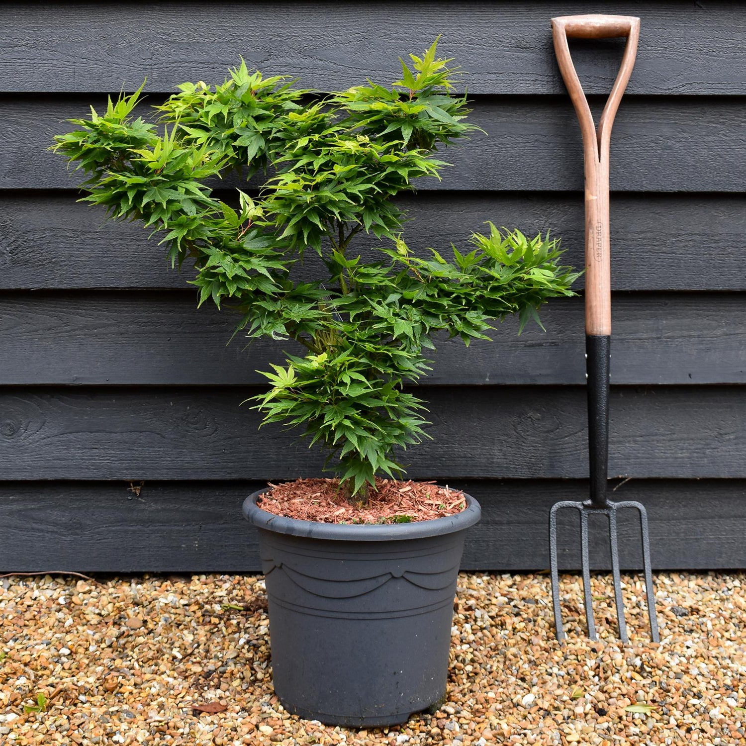 Acer palmatum 'Mikawa yatsubusa' | Japanese Maple - Height 60-80cm - 15lt