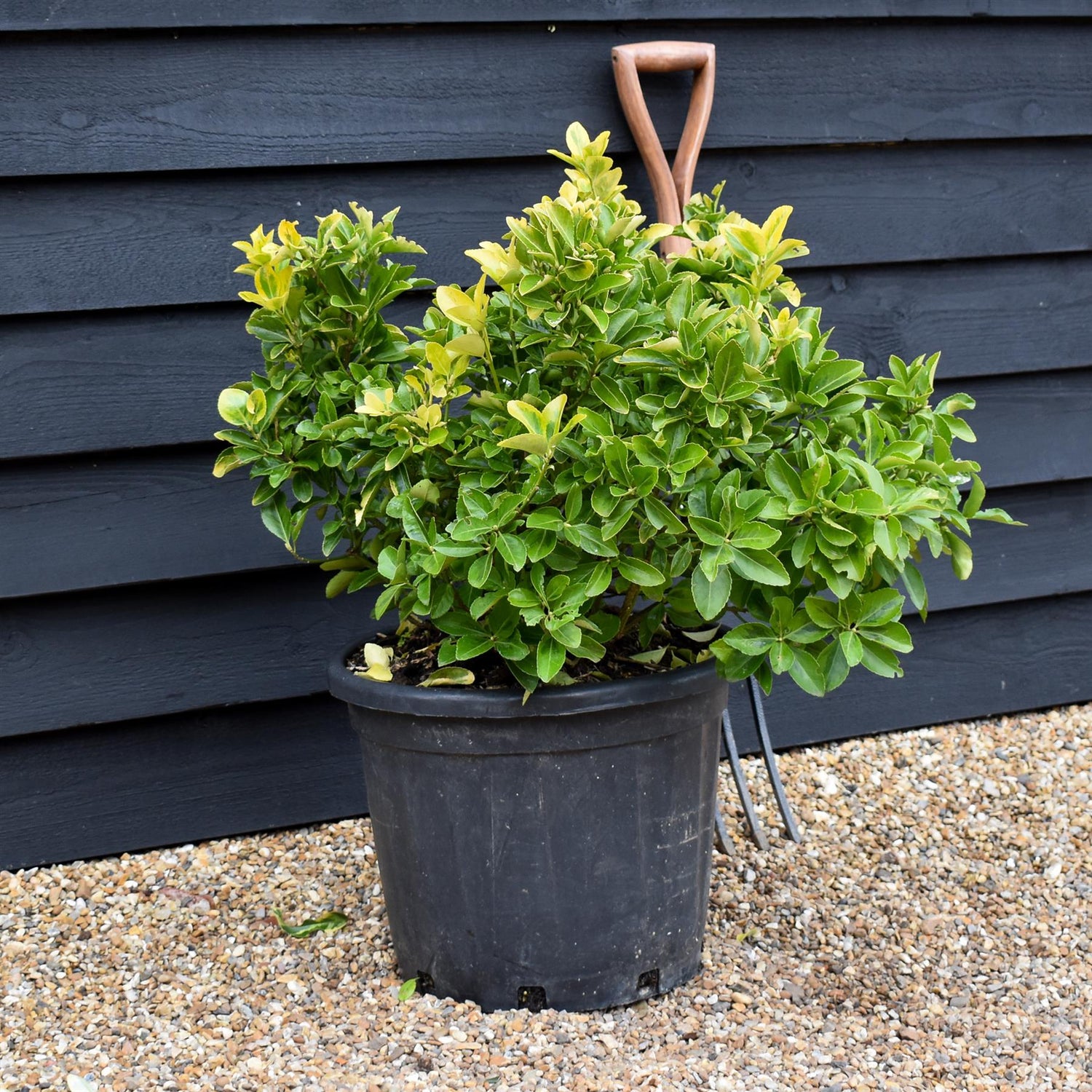 Euonymus japonicus 'Aureus' - Height 60-100cm- 35lt