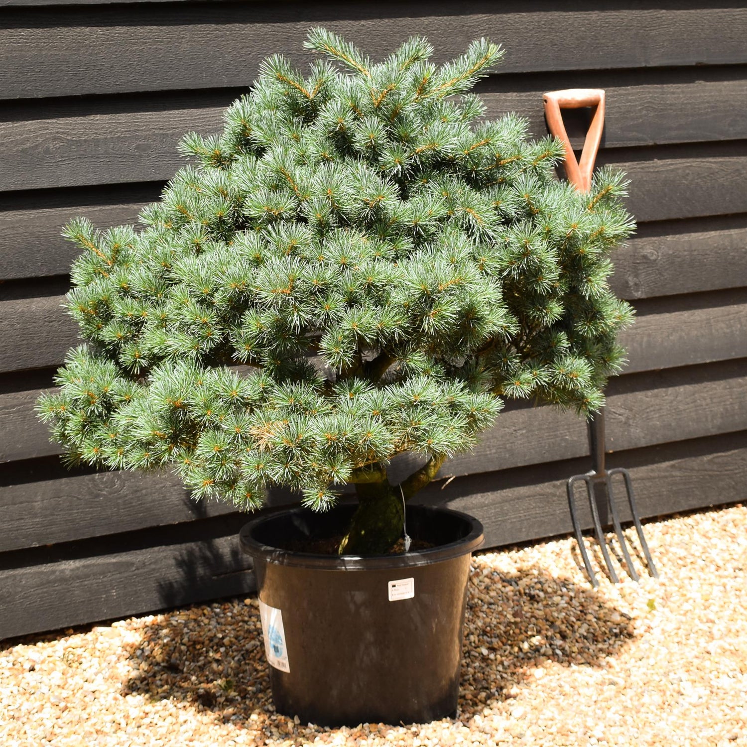 Pinus parviflora - Japanese white pine - Niwaki - Height 90-100cm - Width 90-100cm - 25lt