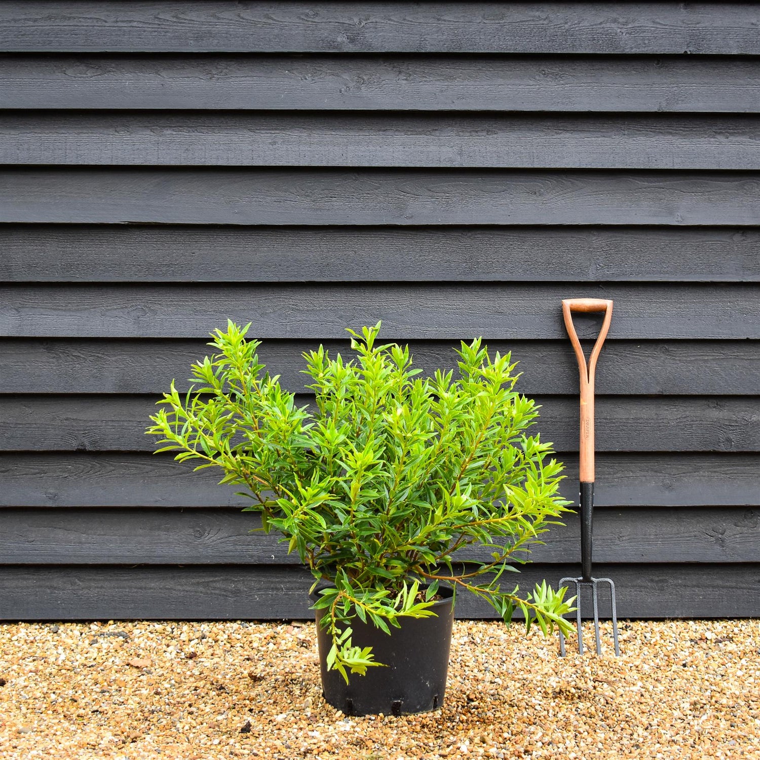 Daphne odora 'Perfume Princess' - Established - Height 60cm - Width 60cm - 20lt