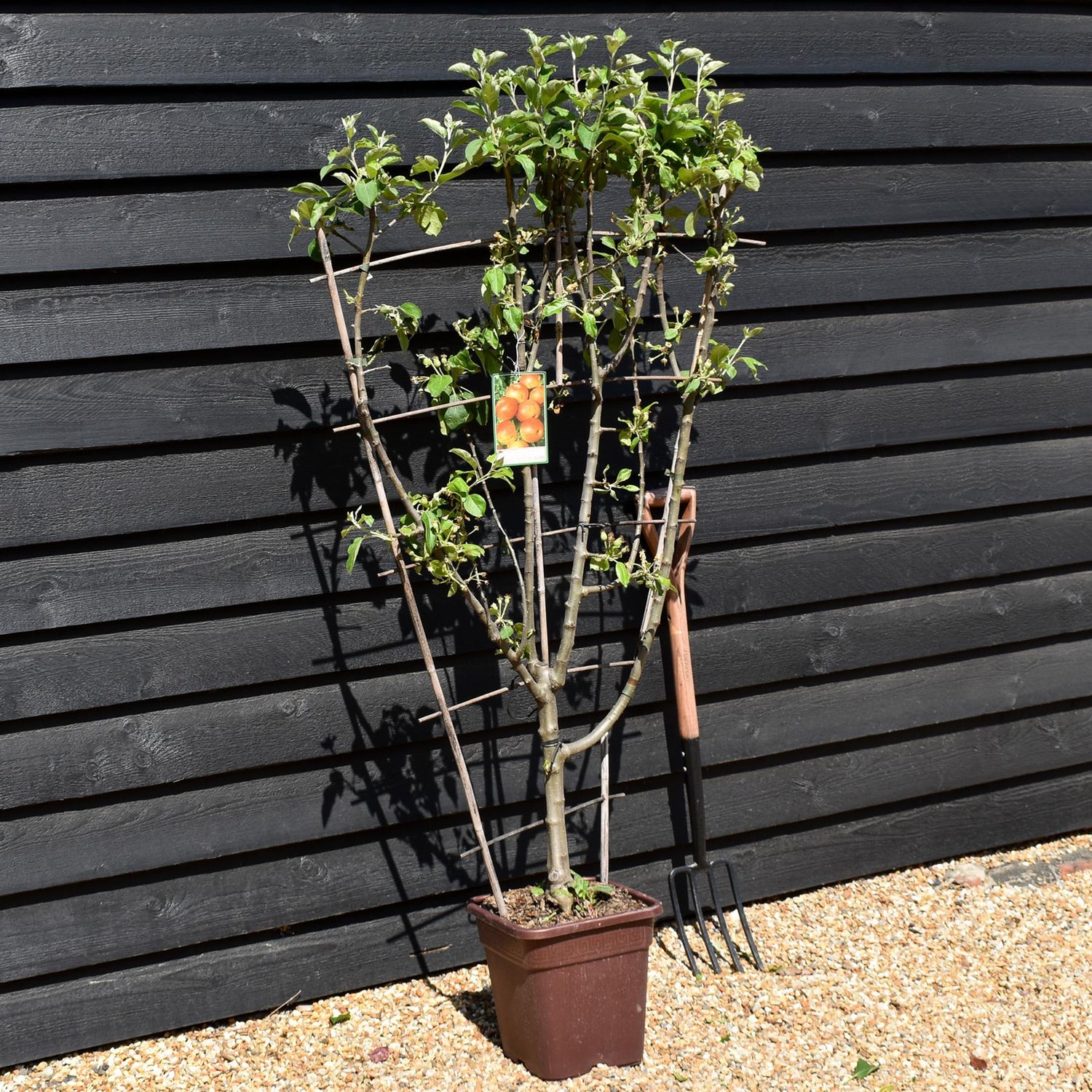 Malus Communis -  'Regina delle Renette' - Apple Tree - Espalier - Height 140-150cm - 15lt