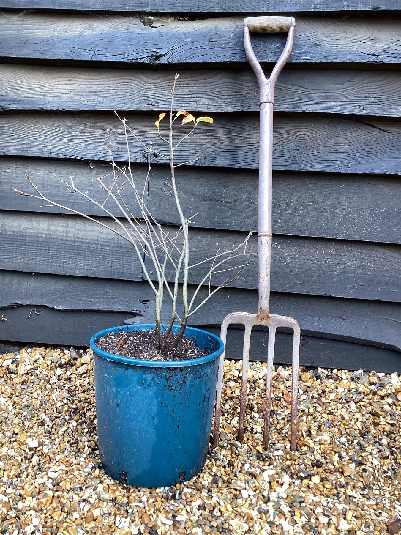 Amelanchier lamarckii | Juneberry - 55-65cm, 12lt