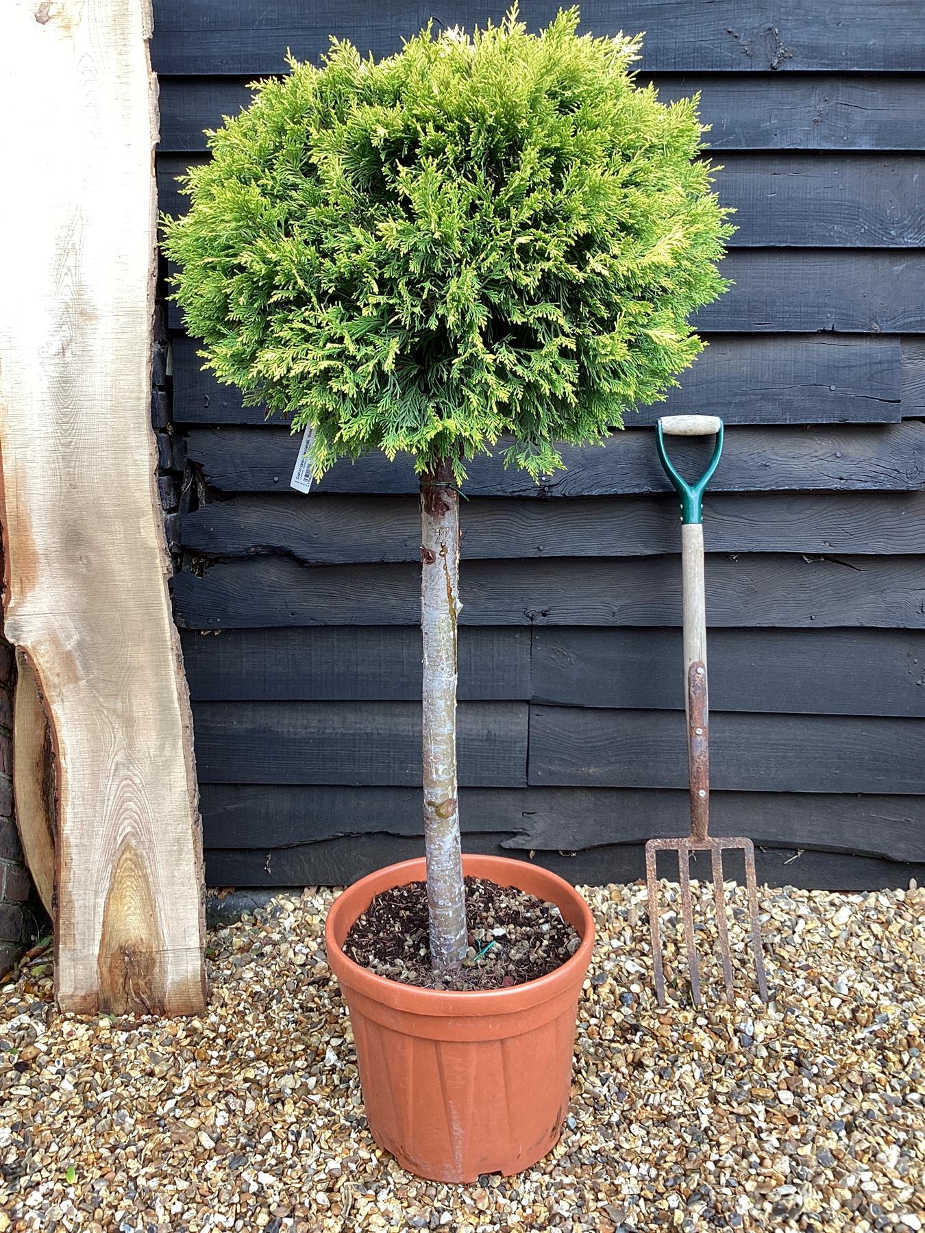 Leyland Cypress 'Gold Rider' 1/2 std Clear Stem - 50-70cm, 25lt